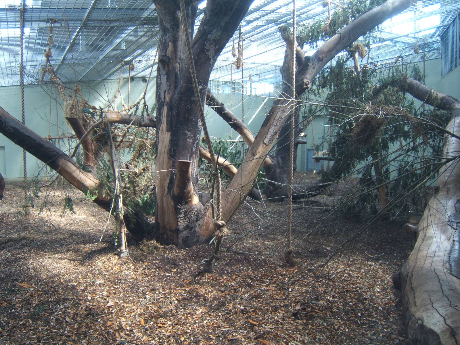 View inside the Gorilla house