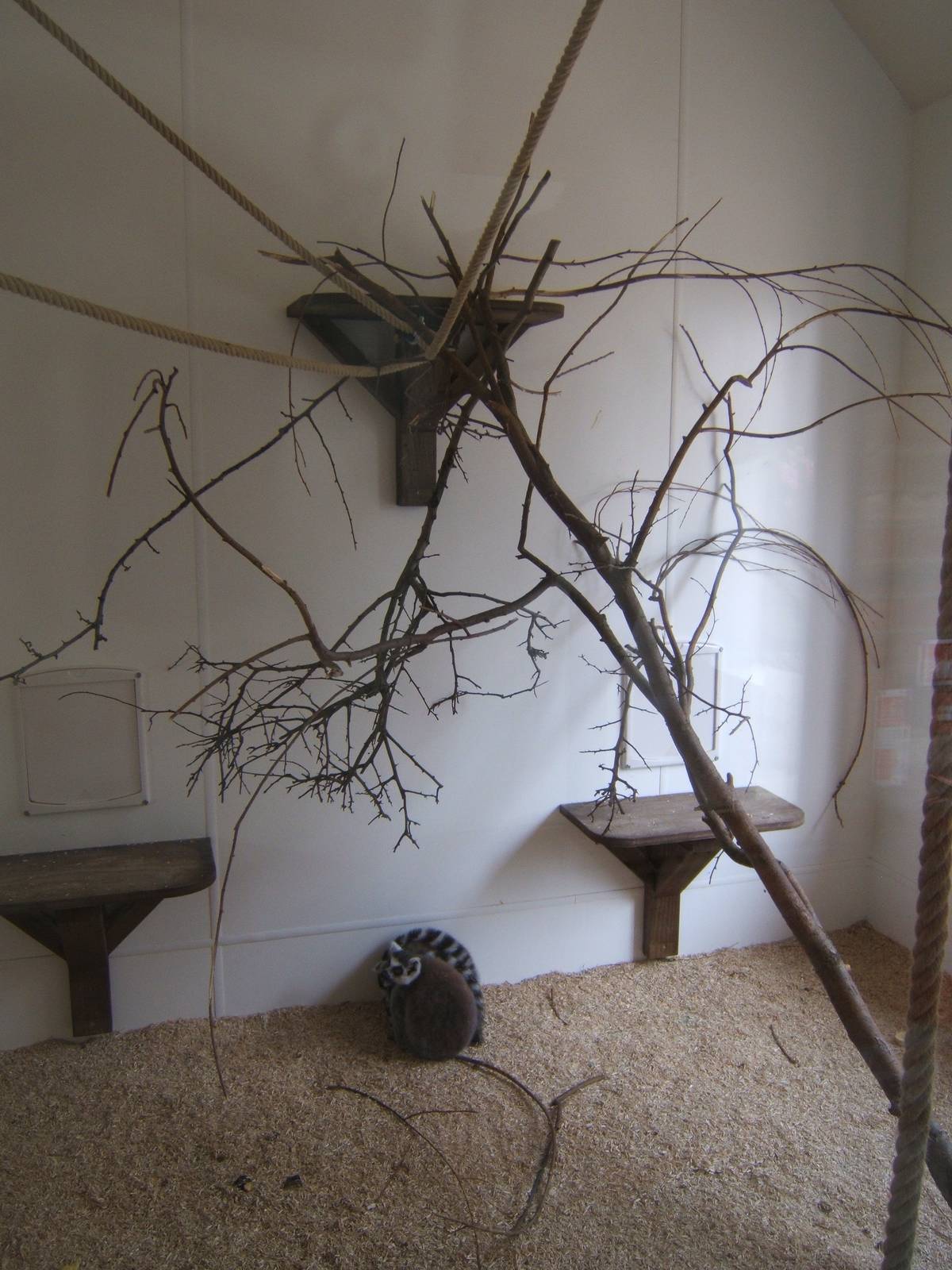 View inside the Lemur House