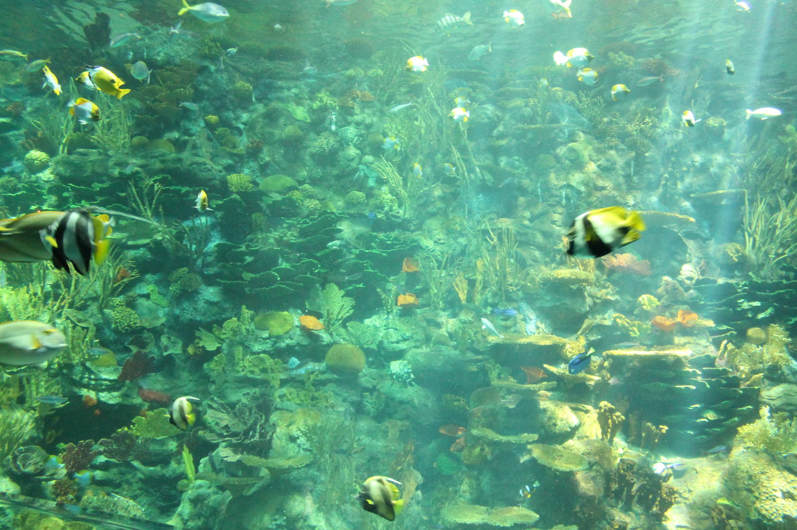 View inside the main tank  - June 2013
