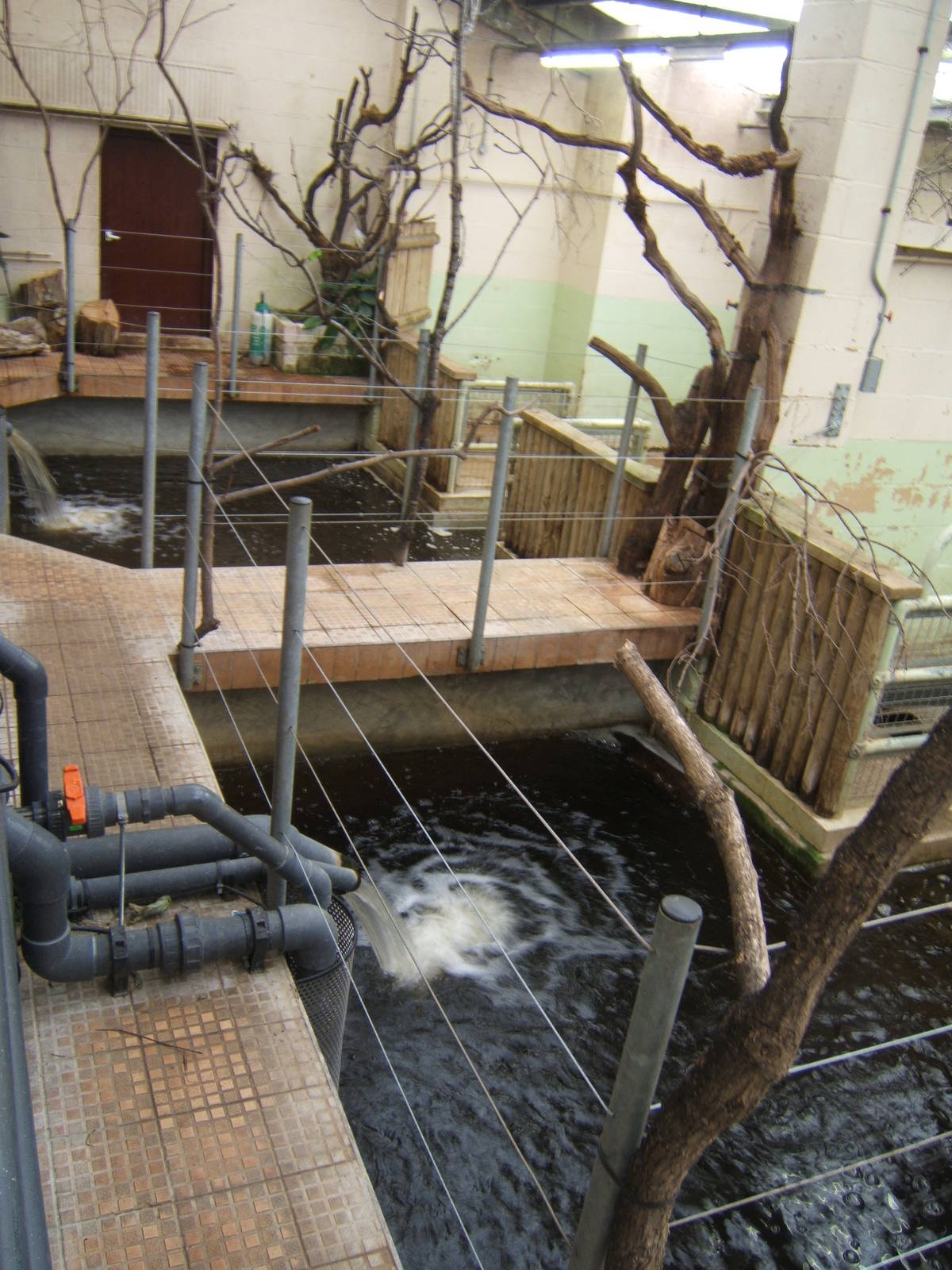 View inside the Pygmy Hippo house