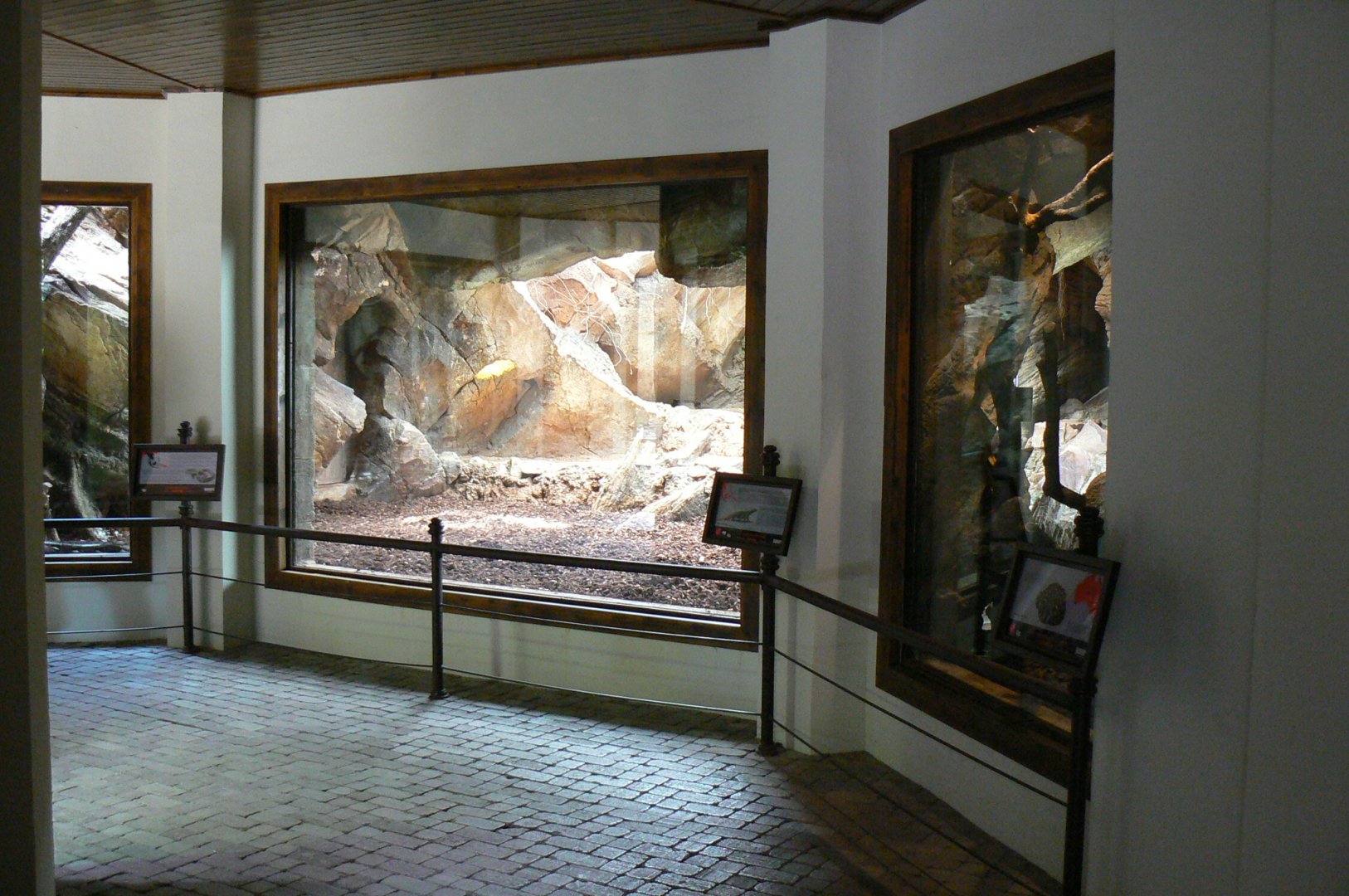 View inside the reptiles house : right/jungle carpet python, center/komodo dragon, left : reticulated python