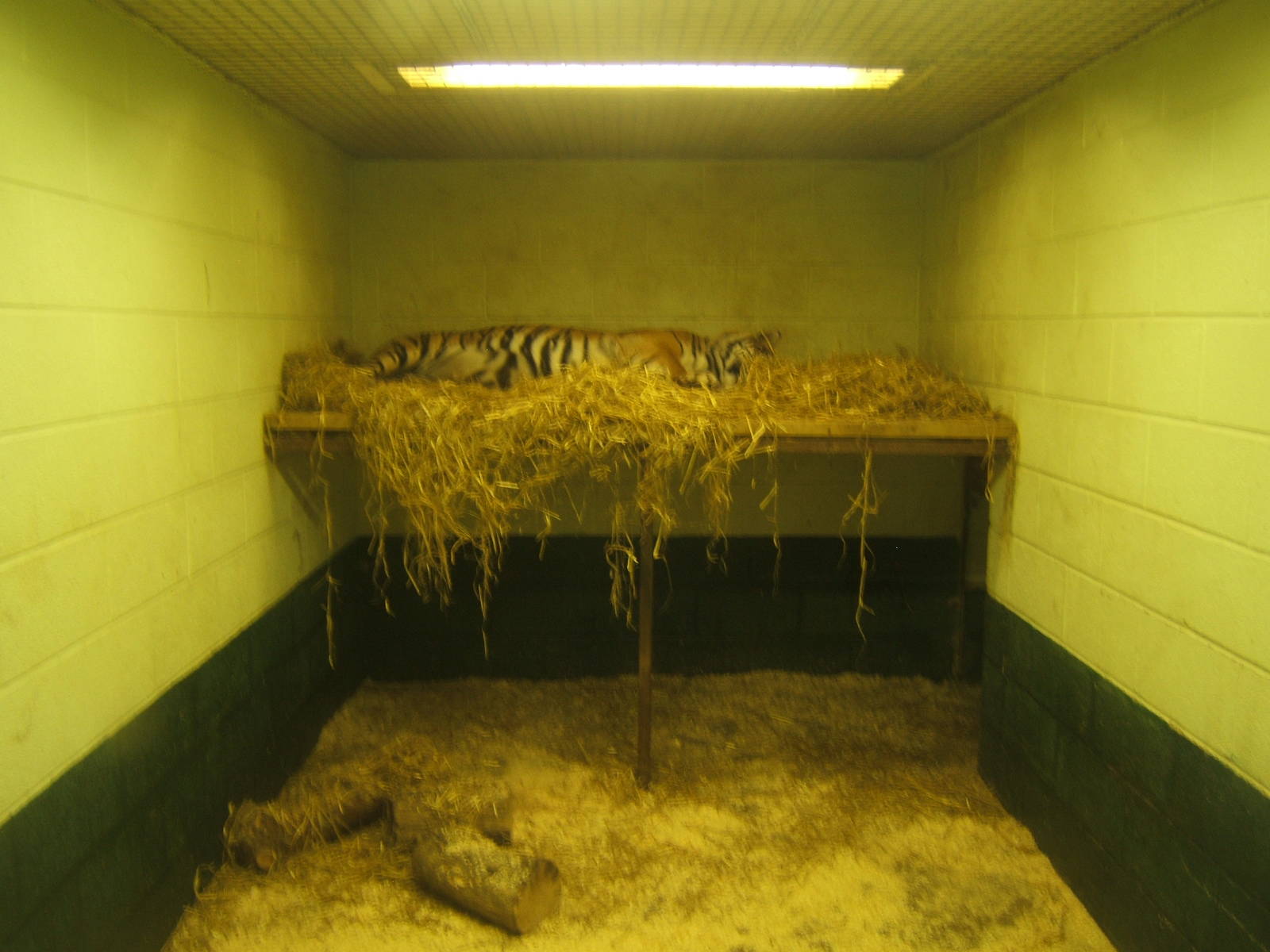 View inside the Sumatran Tiger House