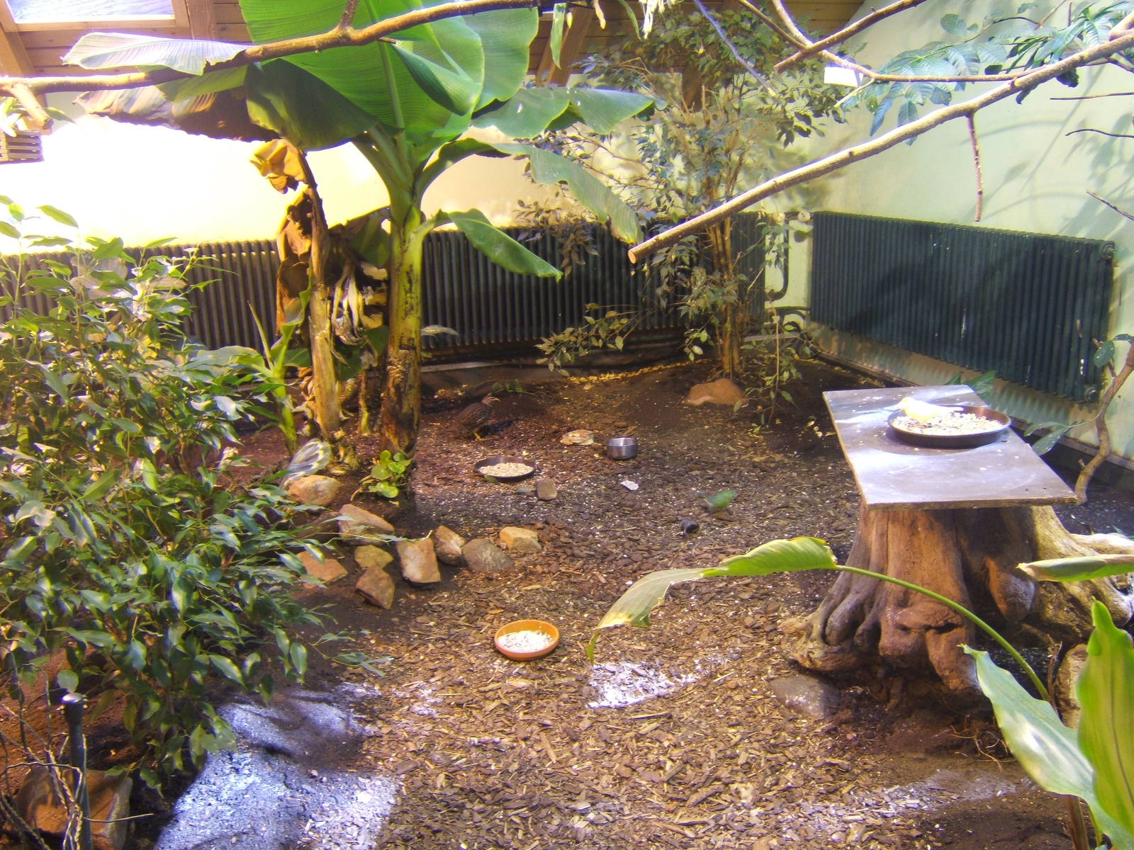 View inside Tropical House