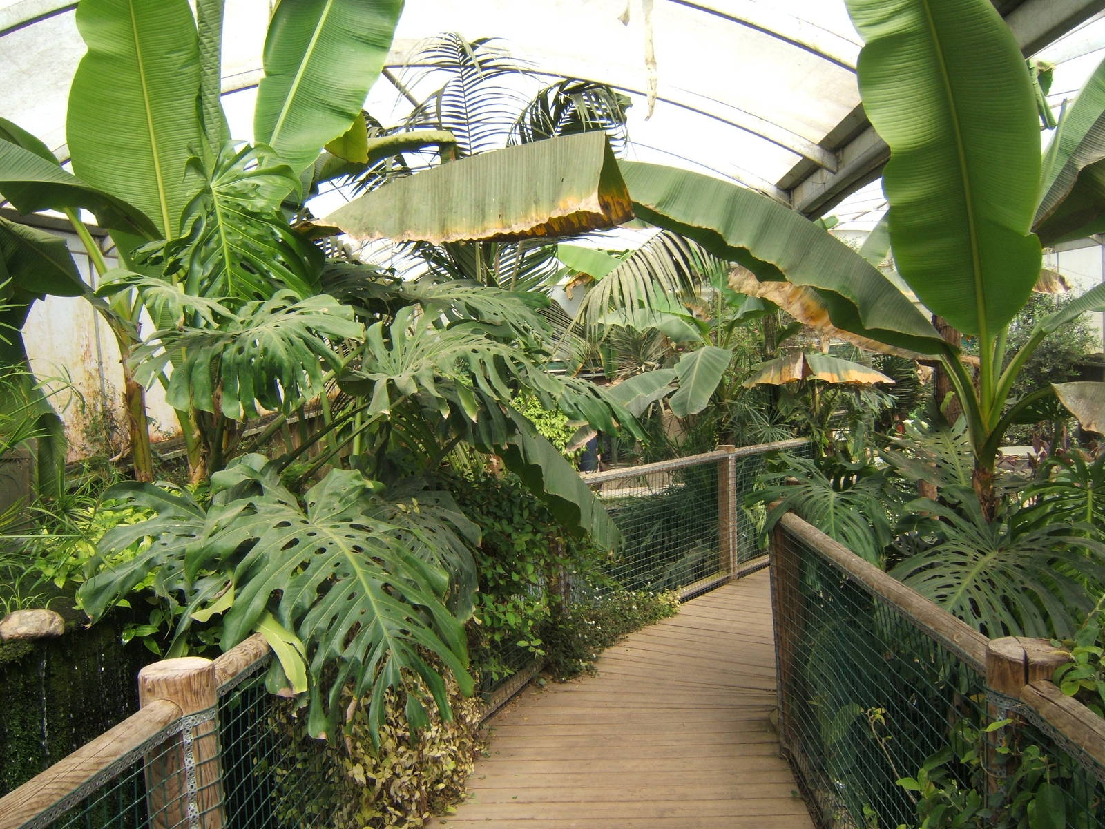 View inside Tropical House
