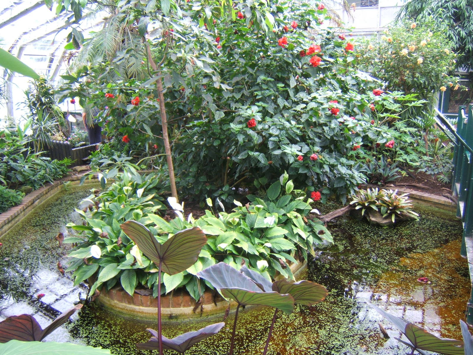 View inside Tropical House