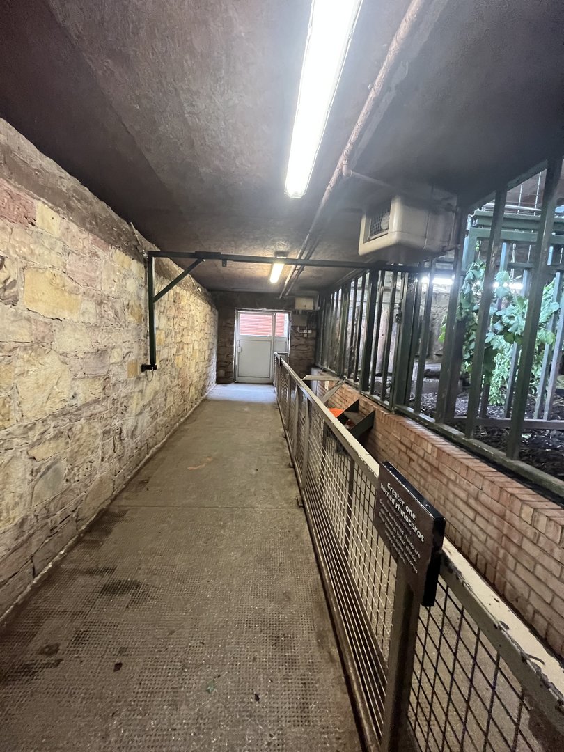 View inside upper rhino house 17.7.23