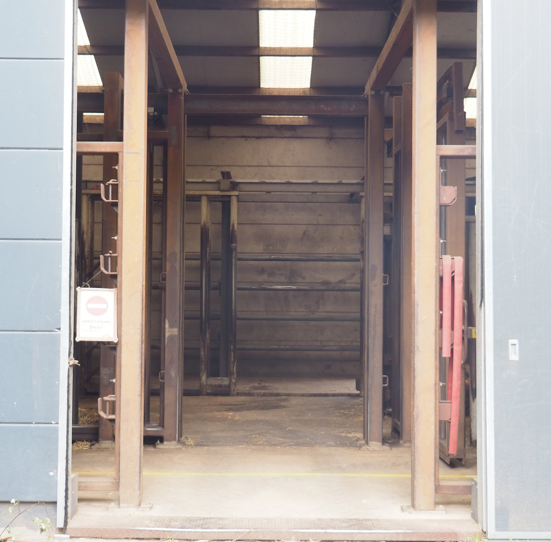 View into African bush elephant bull barn, 2022-06-12