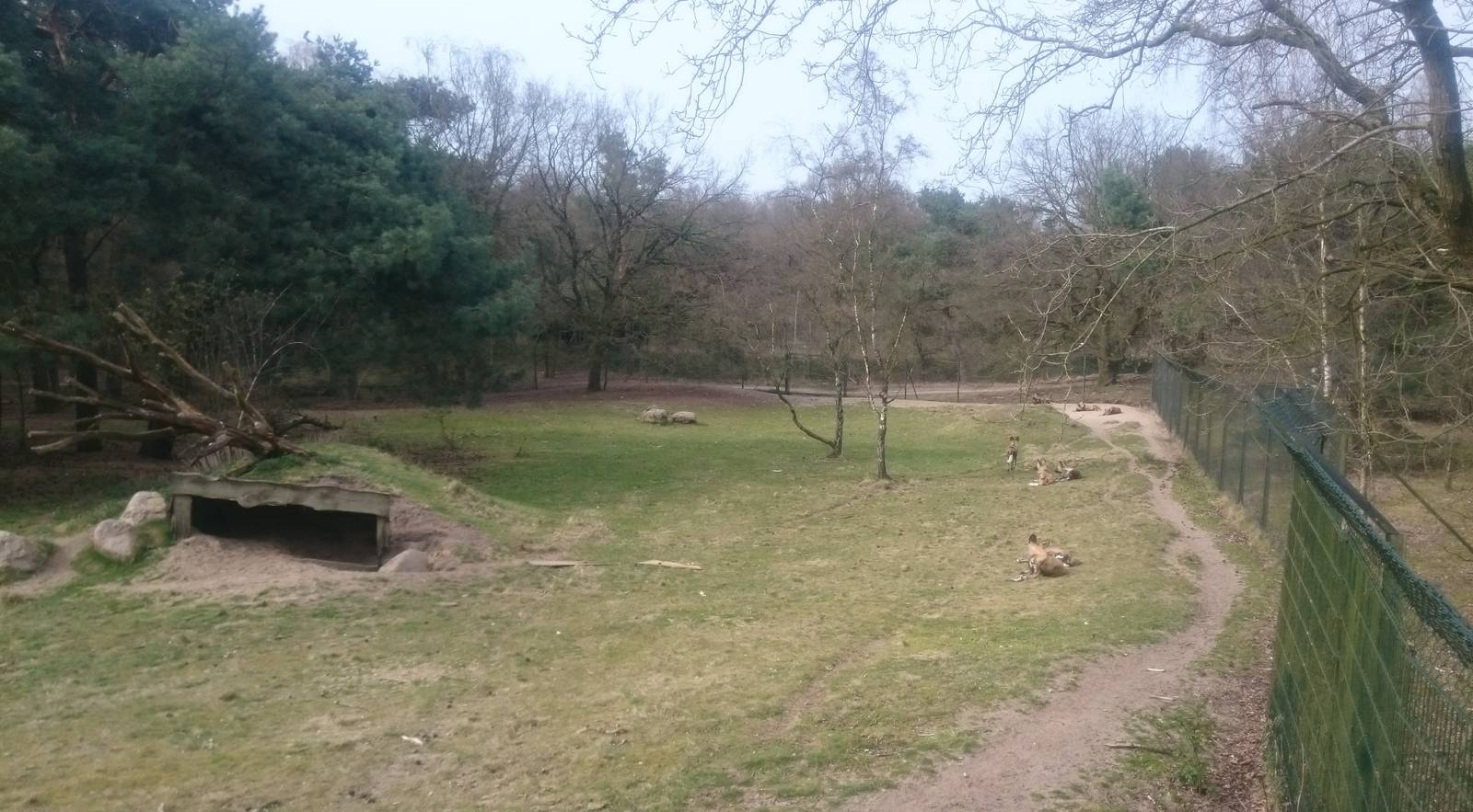 View into African wild dog enclosure
