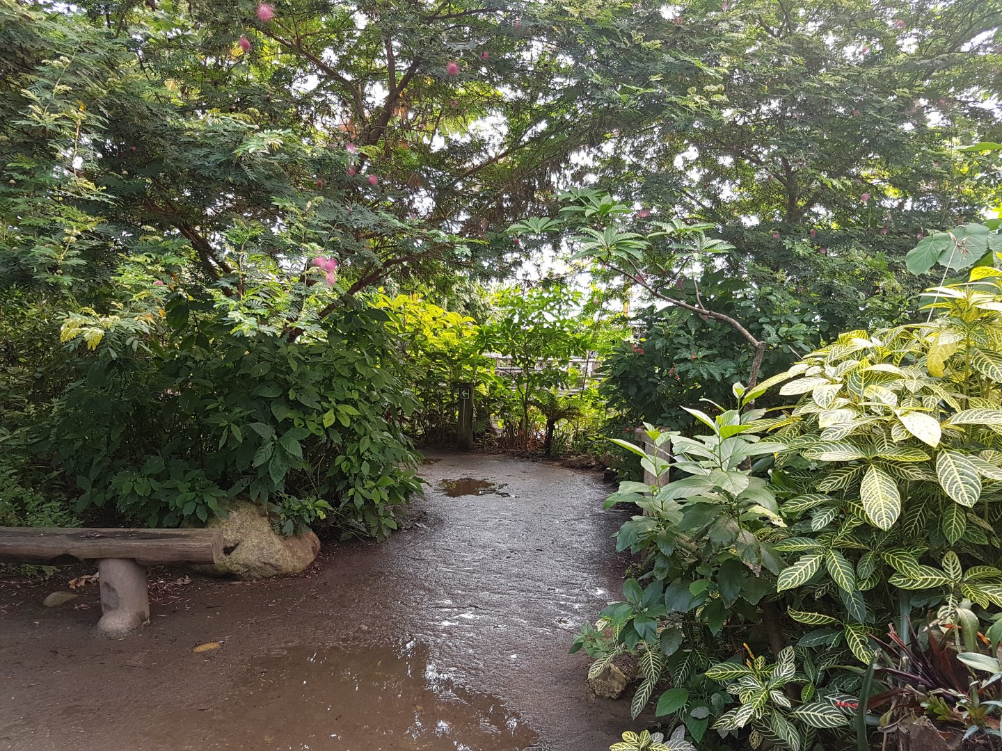 View into "Amazonica"