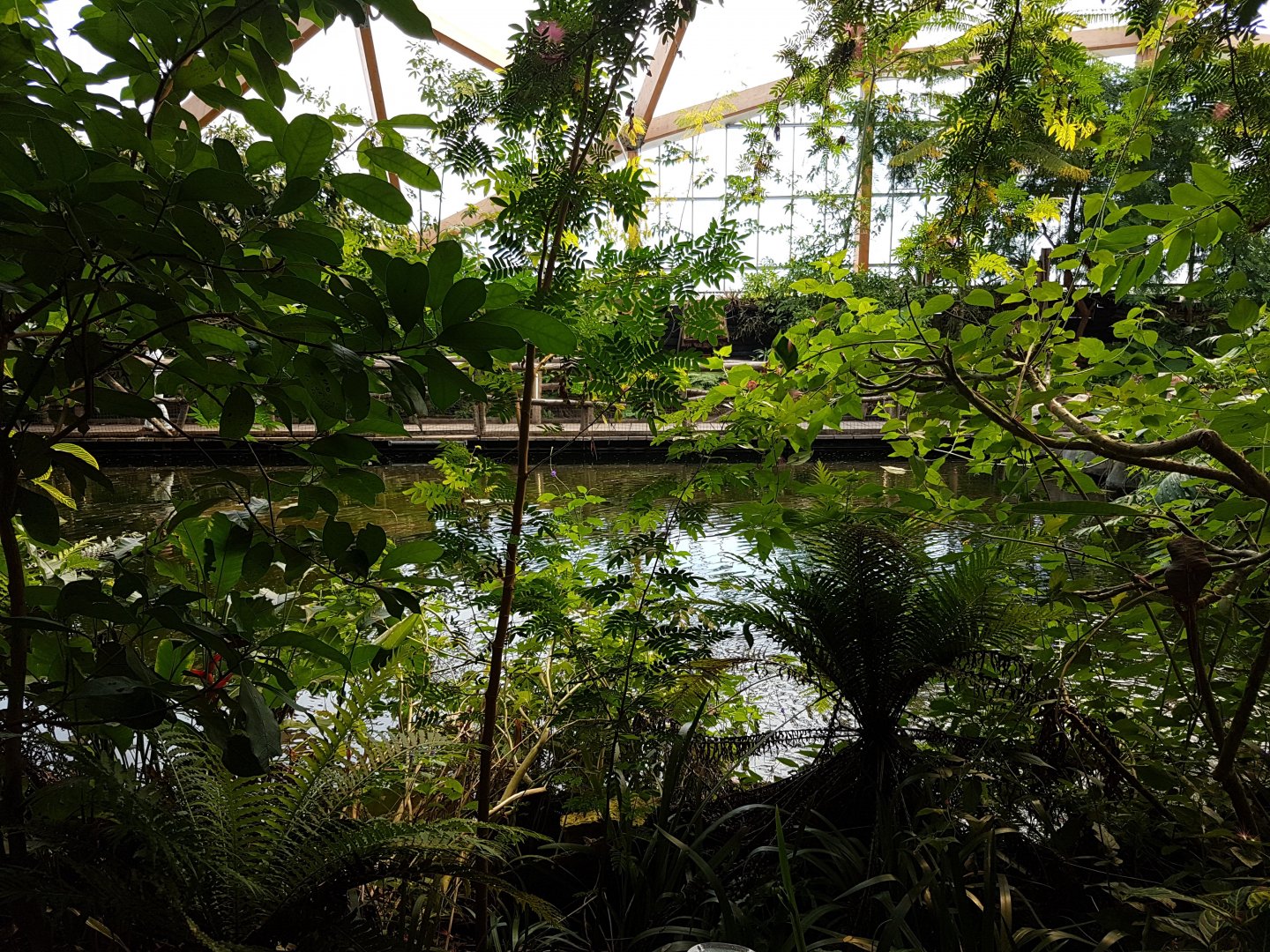 View into Amazonica