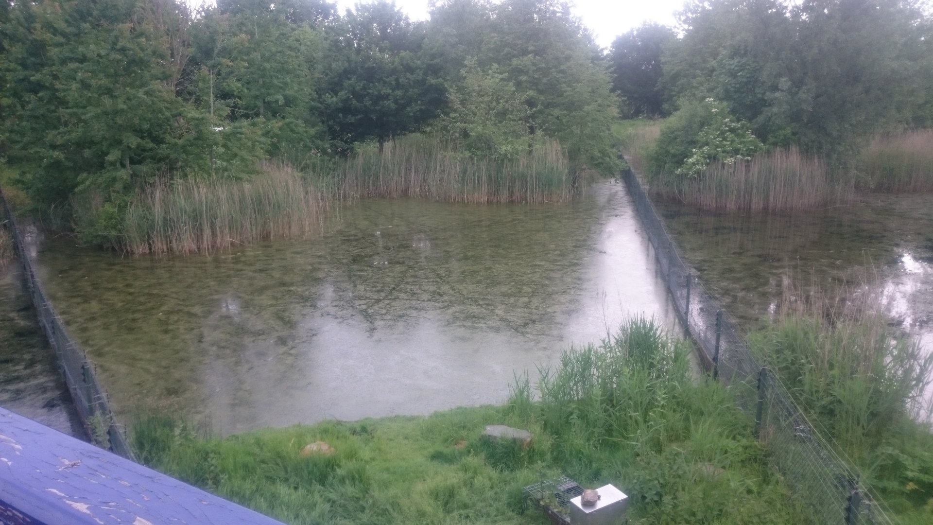 View into an Otter-enclosure