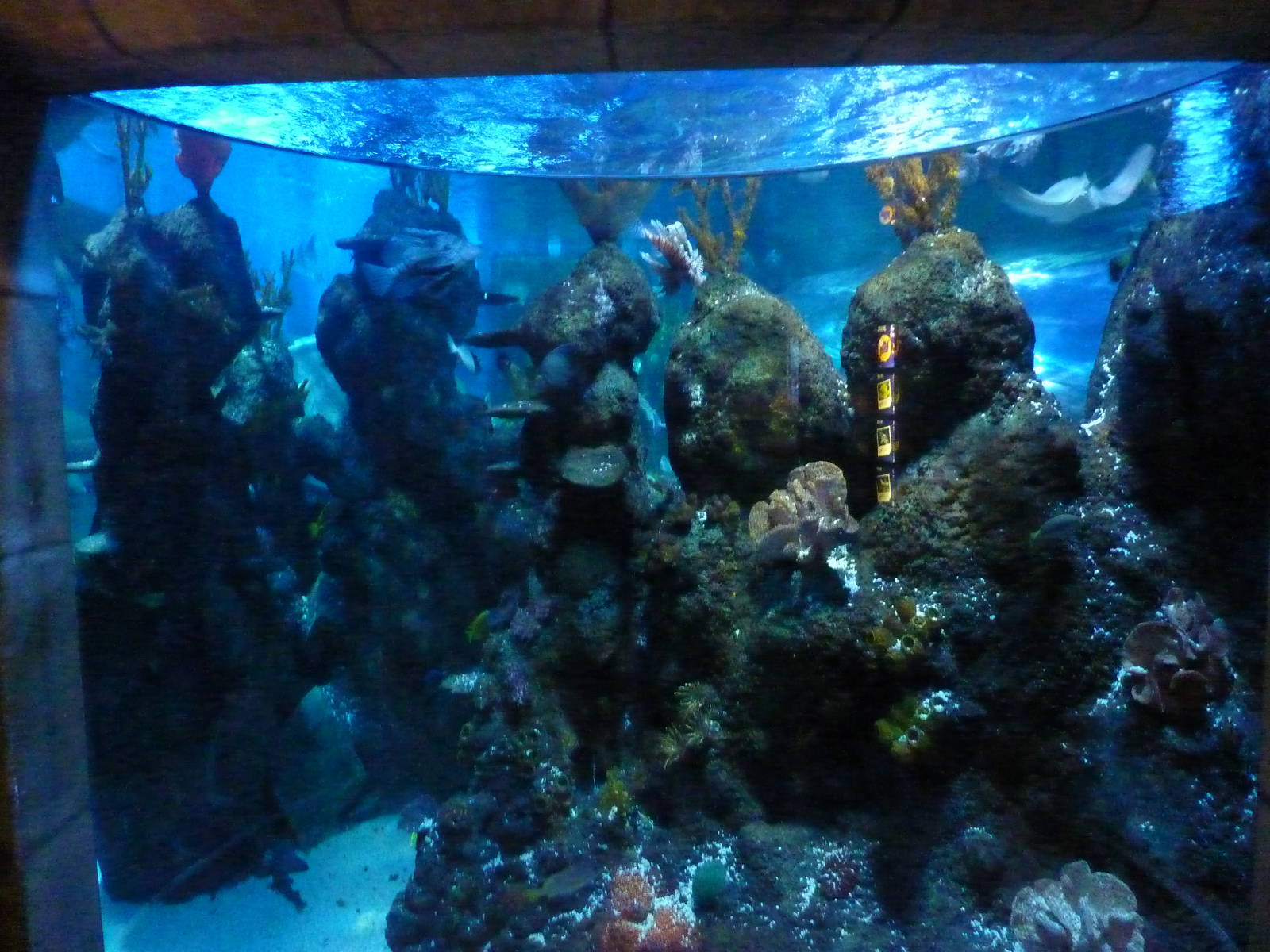 View into Azteca tank