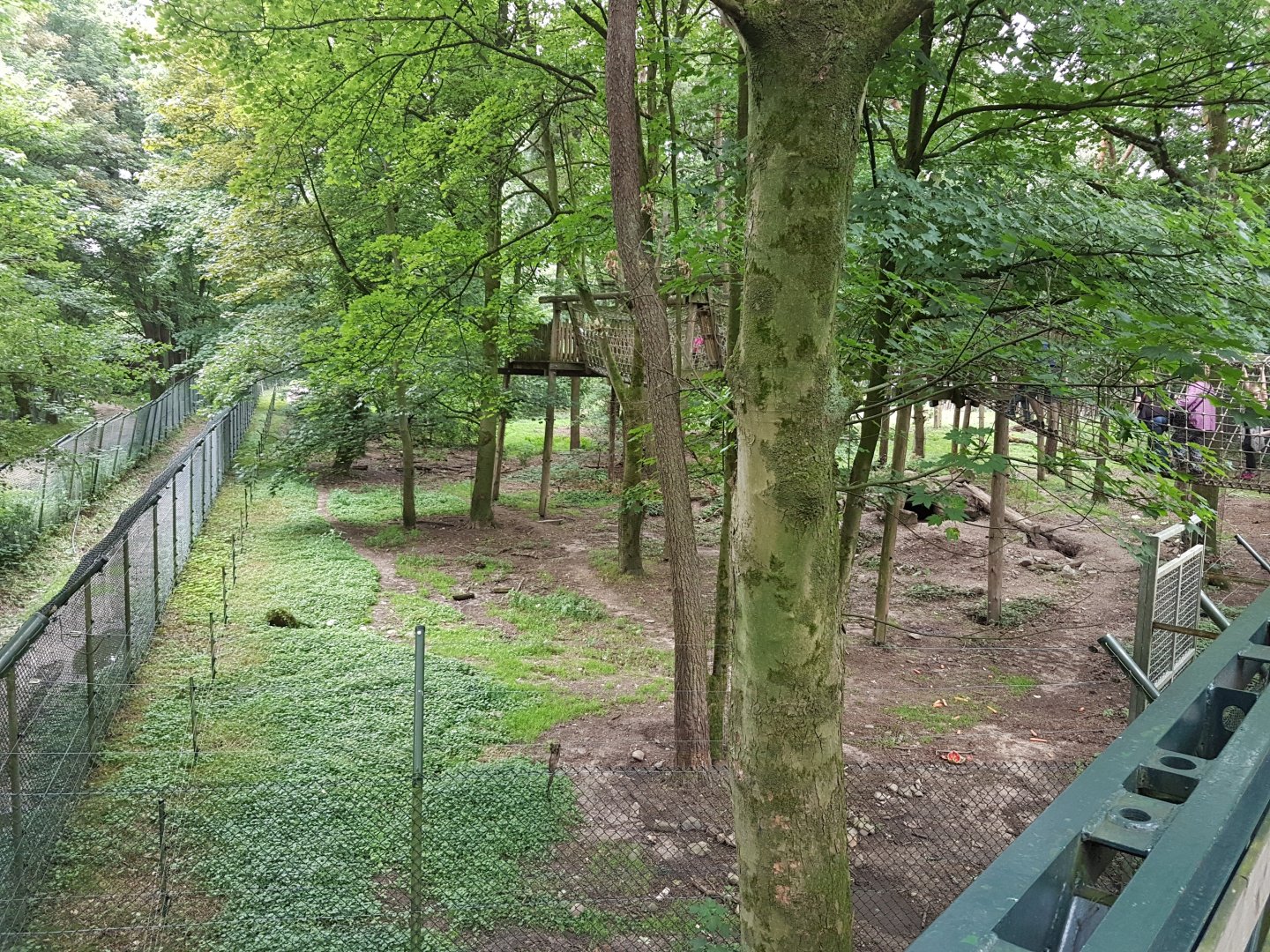 View into Bear-forest