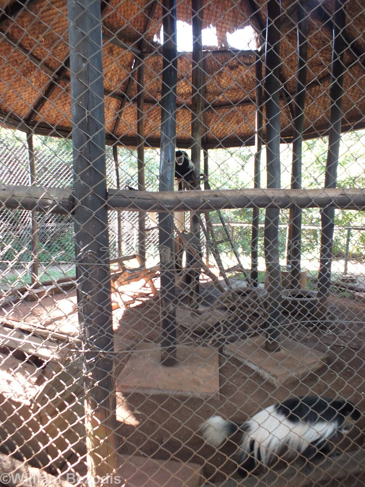 View into Black and White Colobus Enclosure - Nairobi Safari Walk