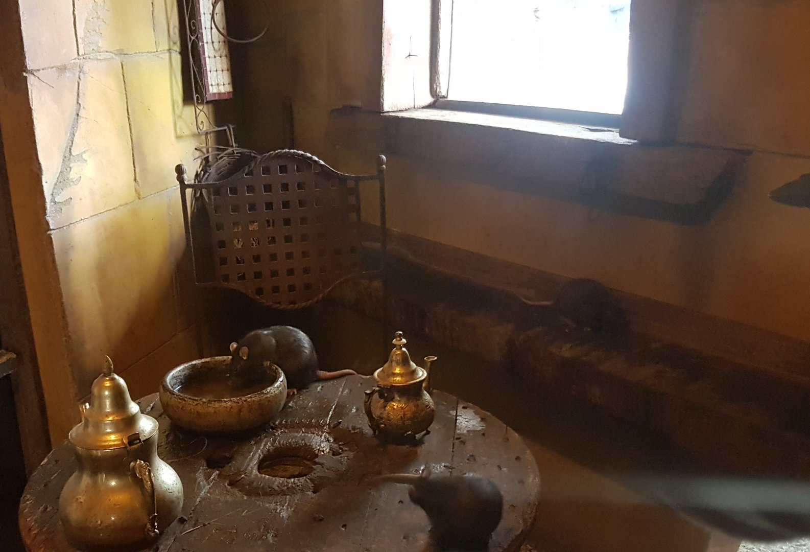 View into Black rat-enclosure