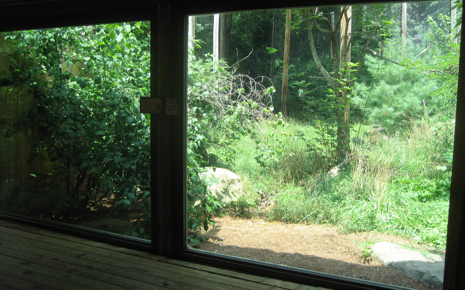 view into bobcat exhibit