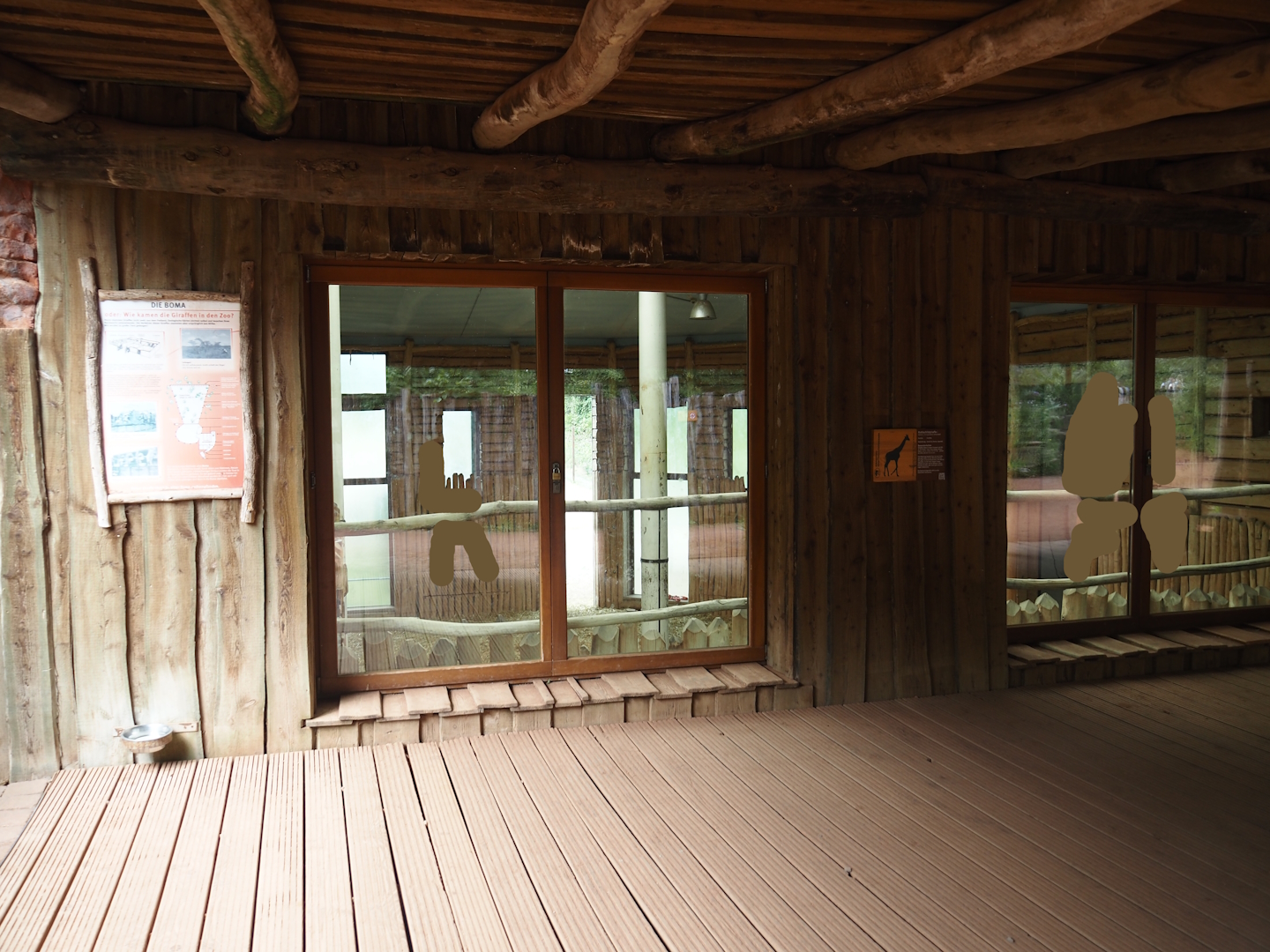 View into Boma/Rothschild's giraffe barn, 2024-08-05