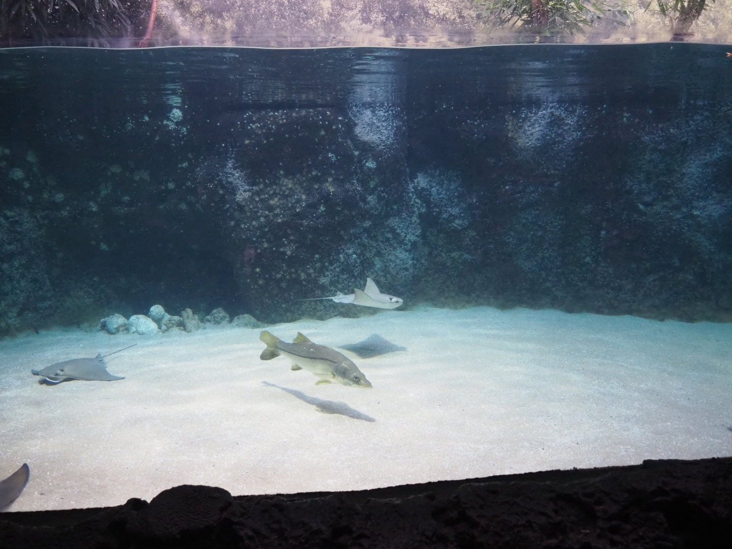 View into Caribbean sandy beachside tank (Nov 10th, 2018)