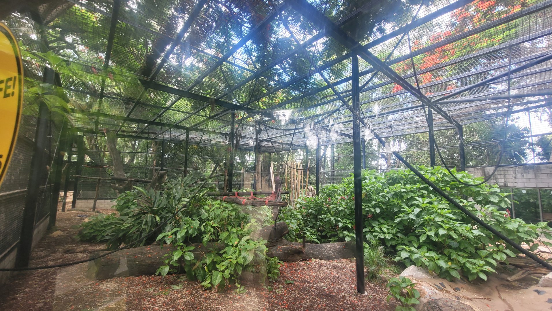 View into chimp enclosure