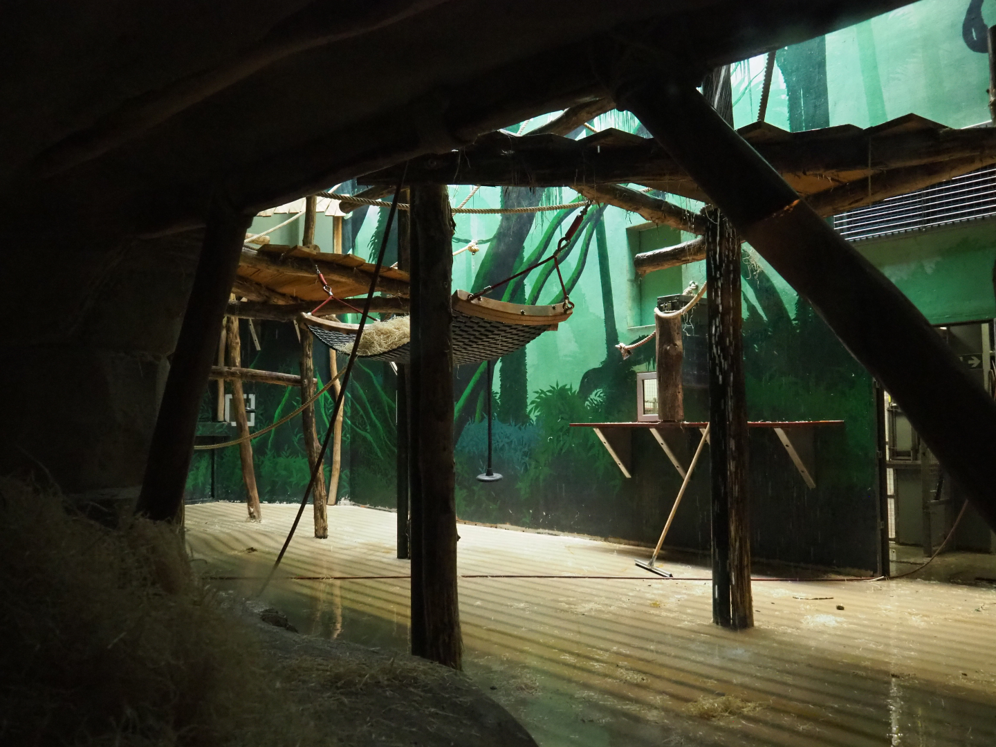 View into fourth bonobo indoor room from the cave underneath the African village, 2020-07-14