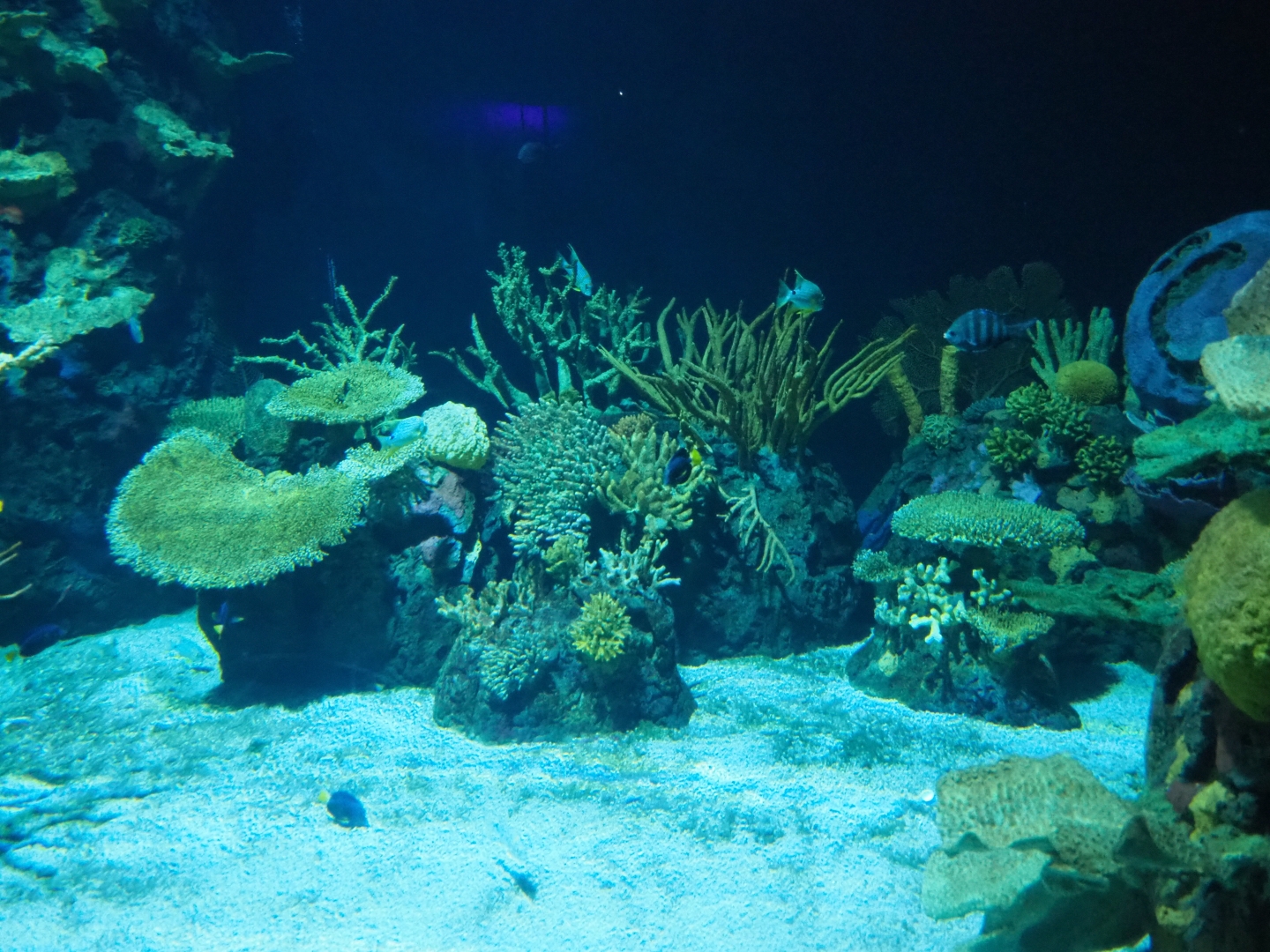View into Great Barrier Reef coral tunnel tank through side-window (Nov 10th, 2018)