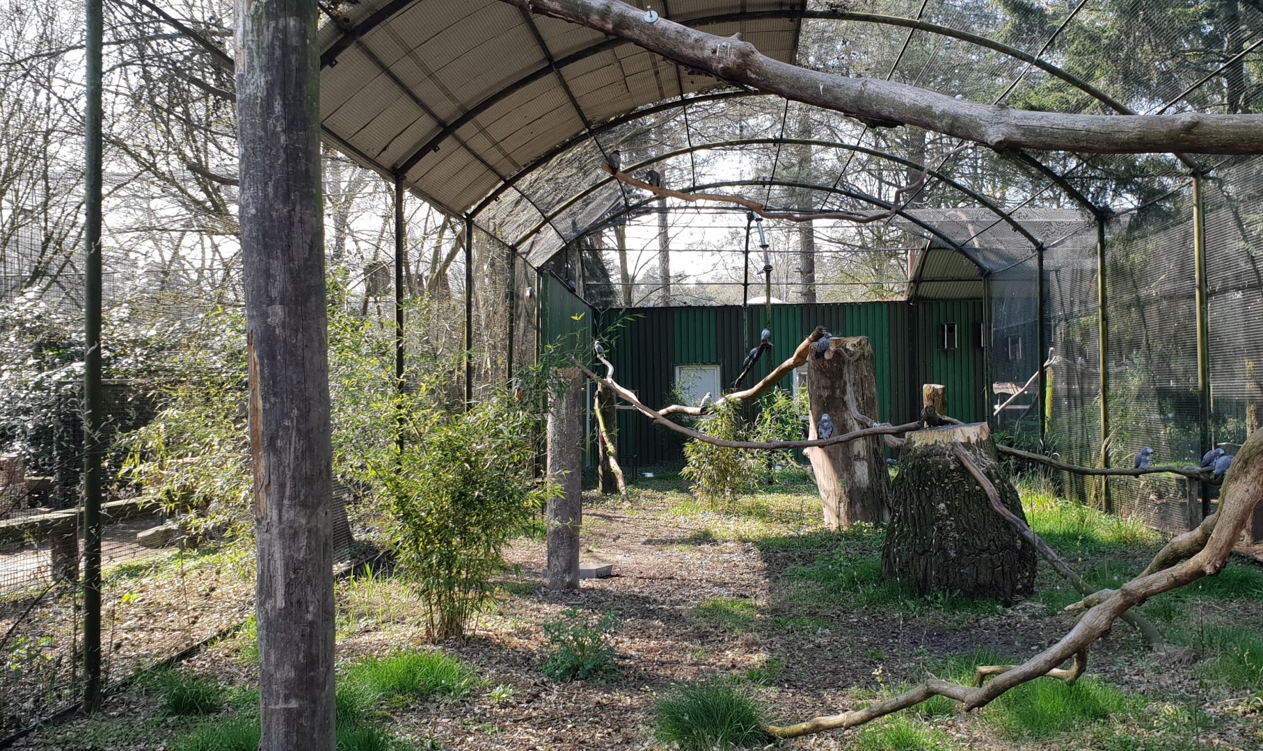 View into Grey parrot-aviary