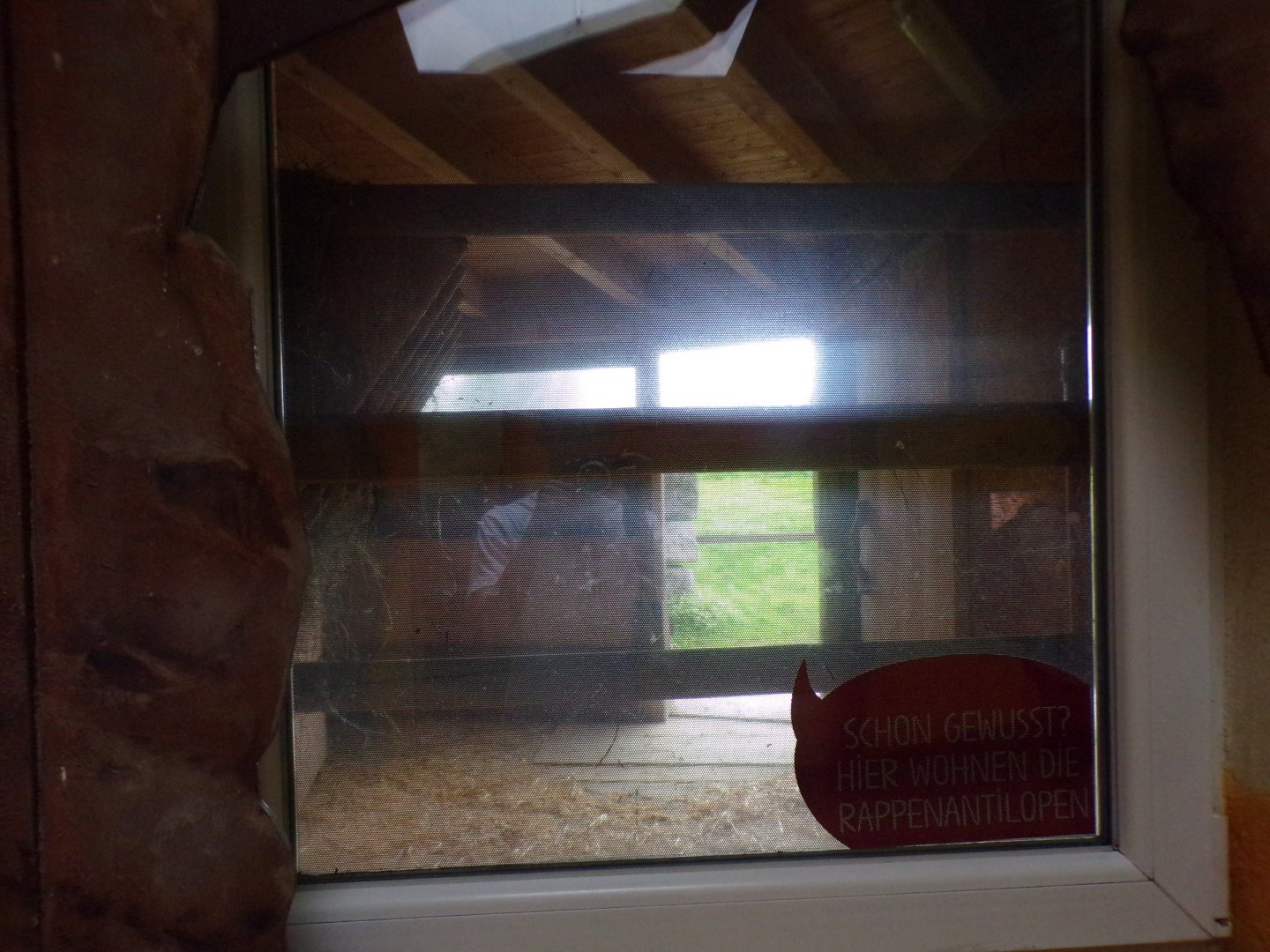 View into hoofstock housing from lion house 13.7.25