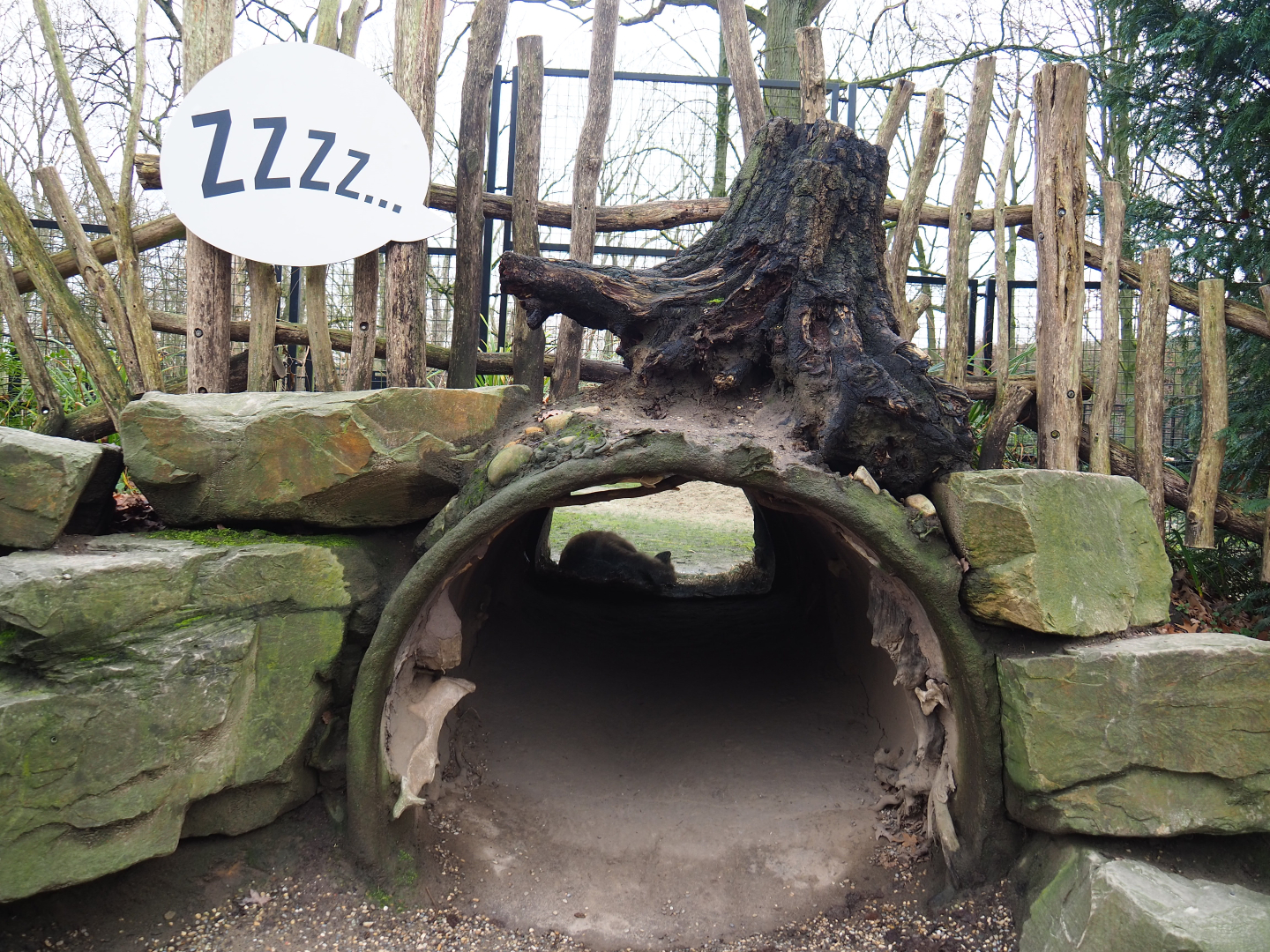 View into hyena den, 2020-01-11