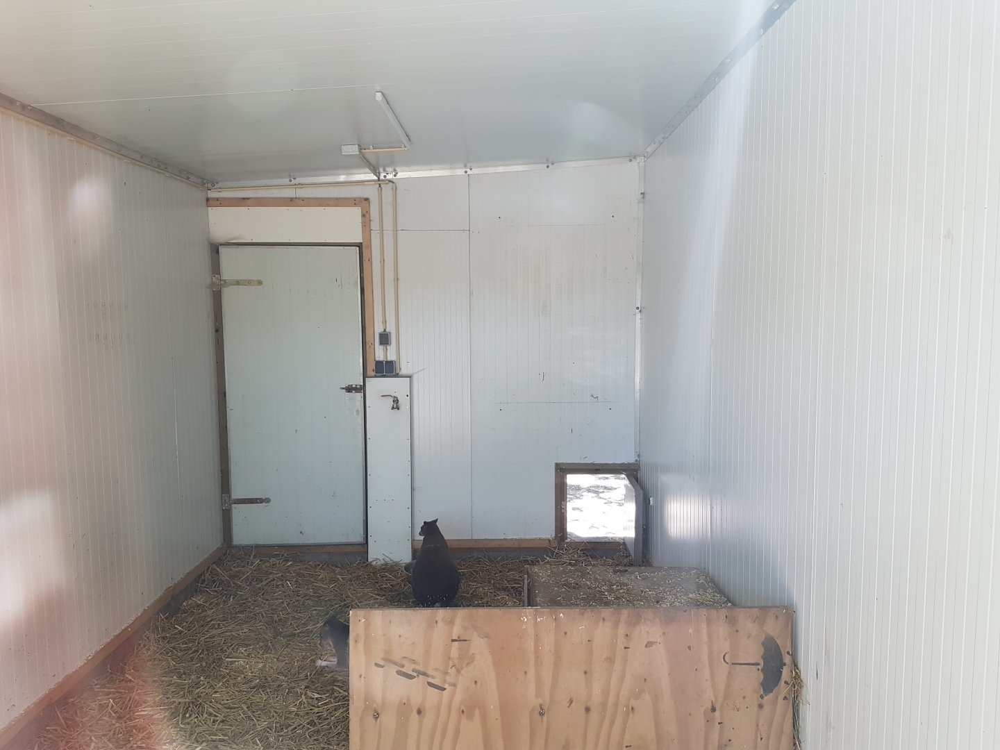 View into indoor dorcopsis-enclosure