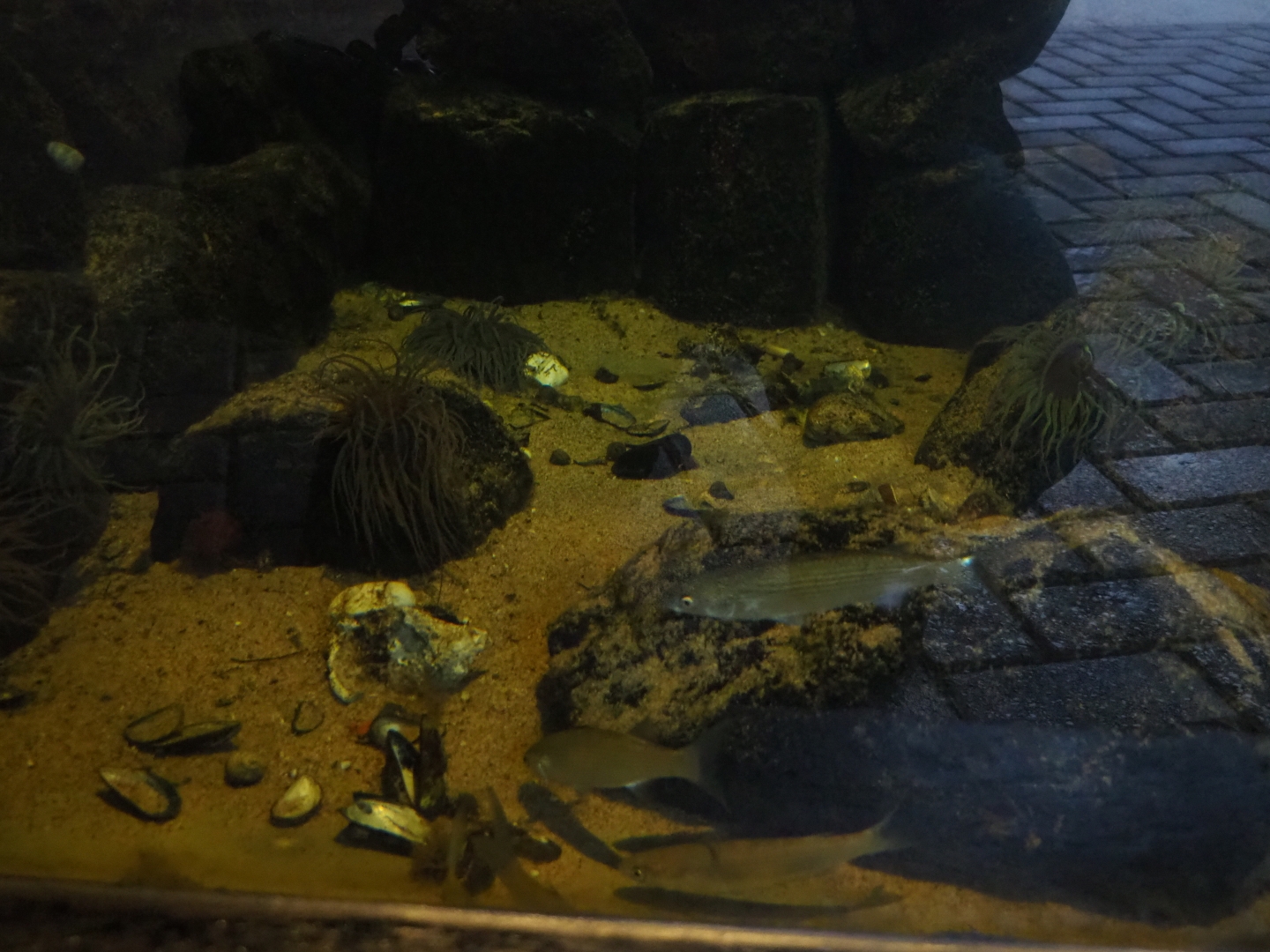 View into levee-side aquarium (Nov 10th, 2018)