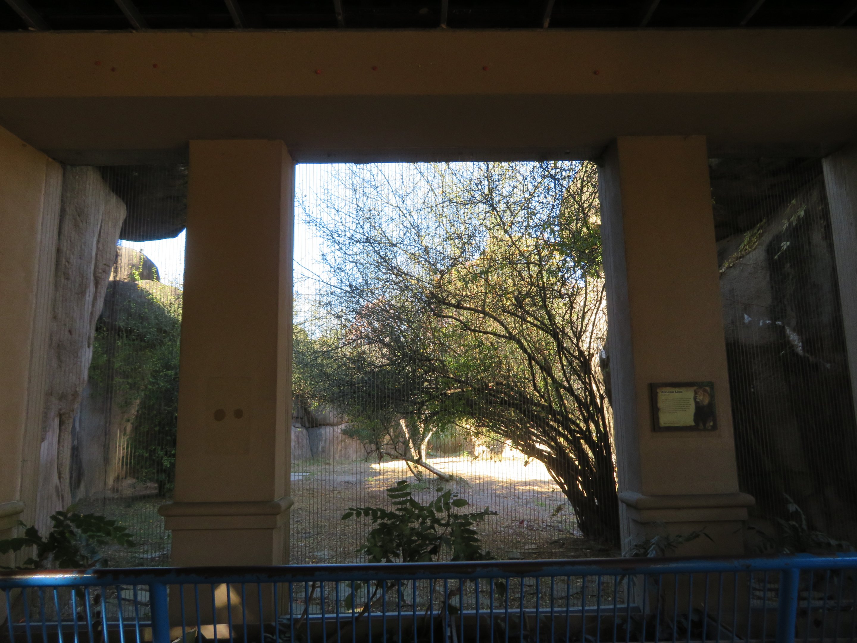 View into Lion Exhibit