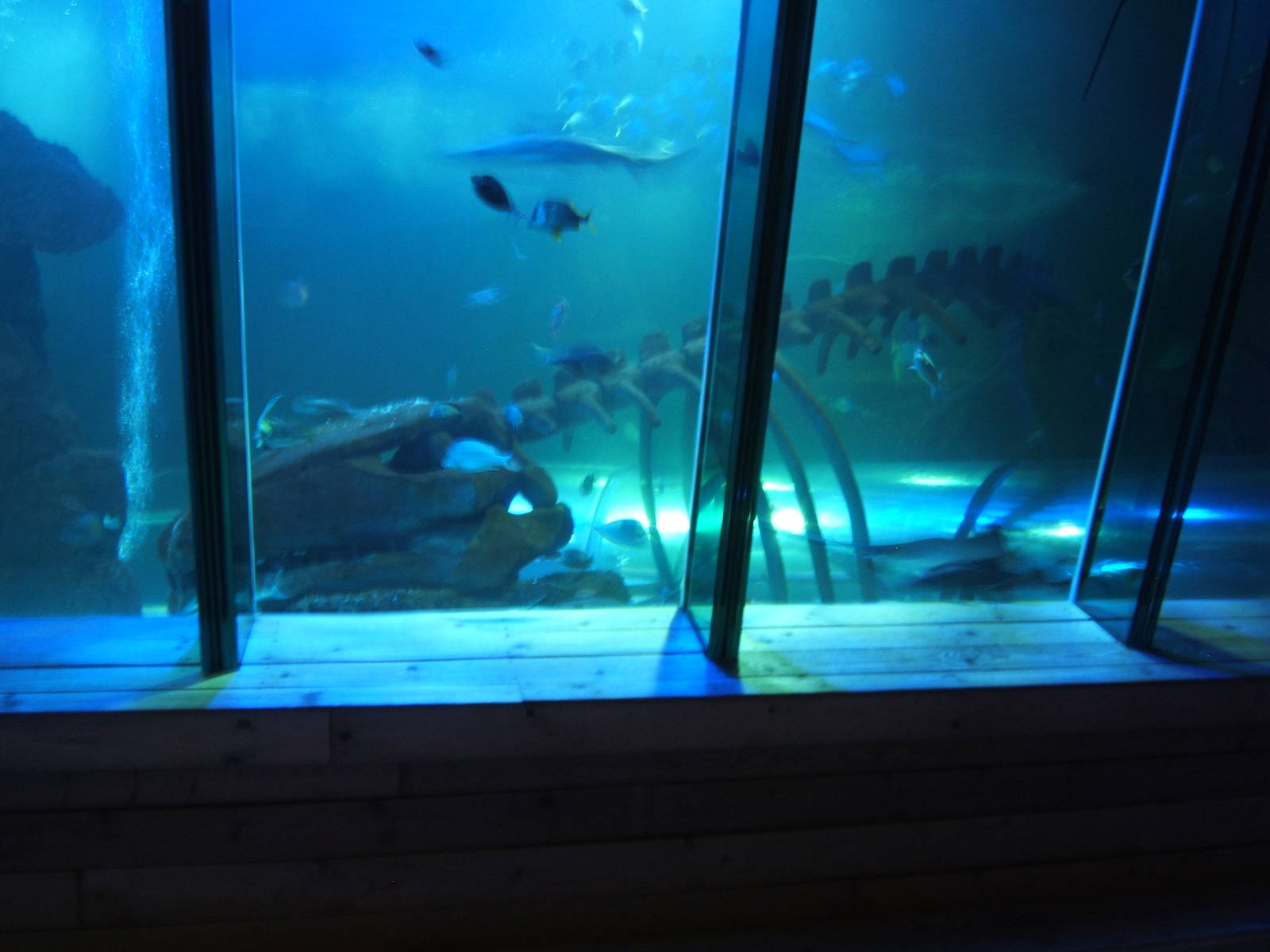 View into main Shark tank