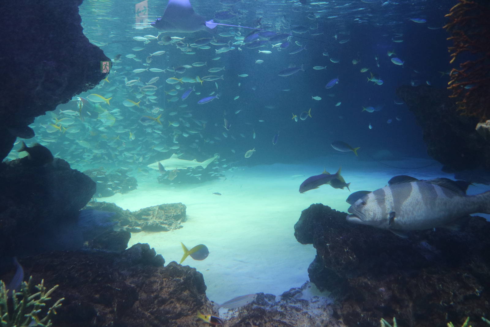 View into main tank - Sunshine Aquarium Tokyo, February 2016