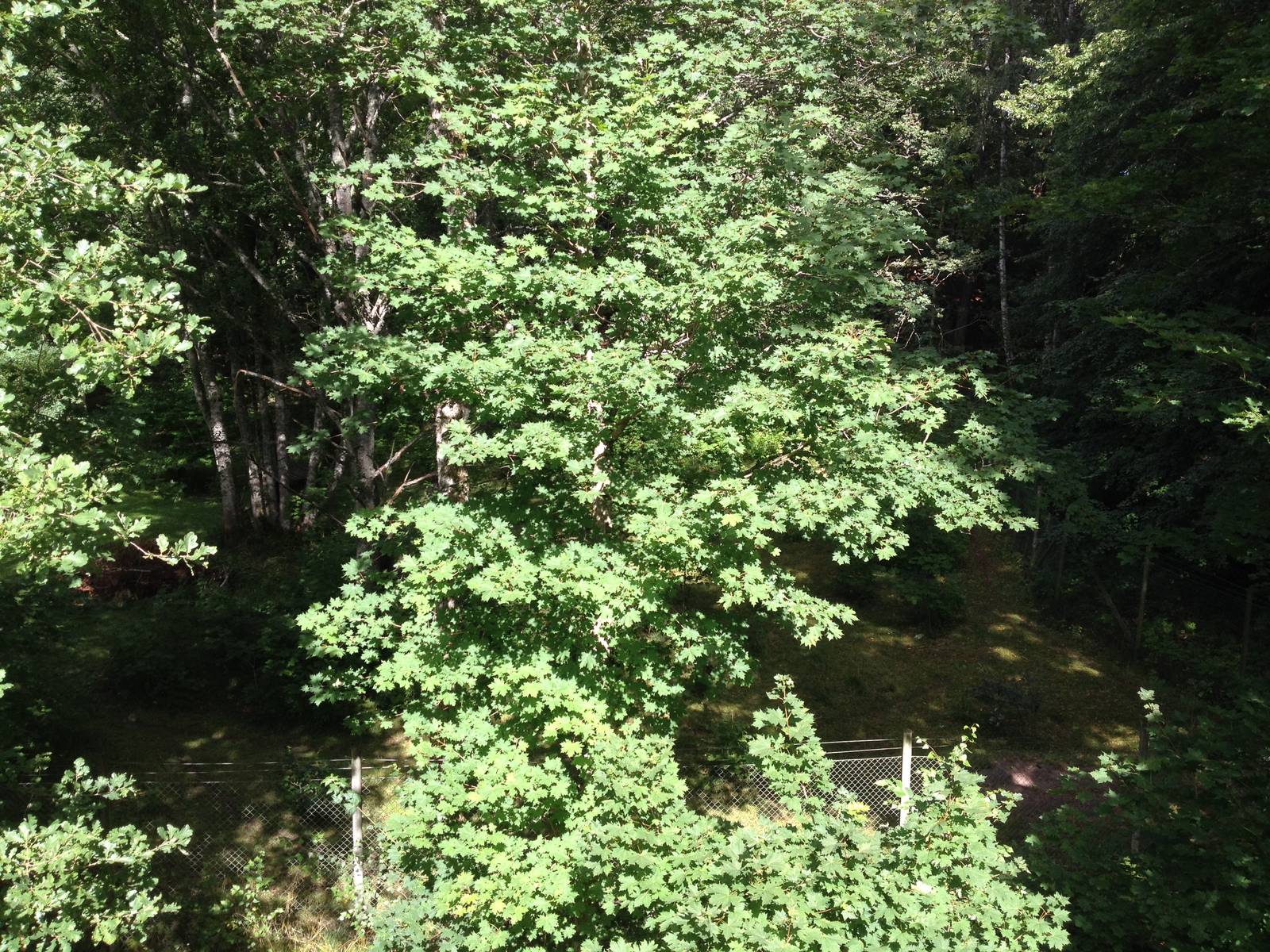 View into Maned wolf exhibit