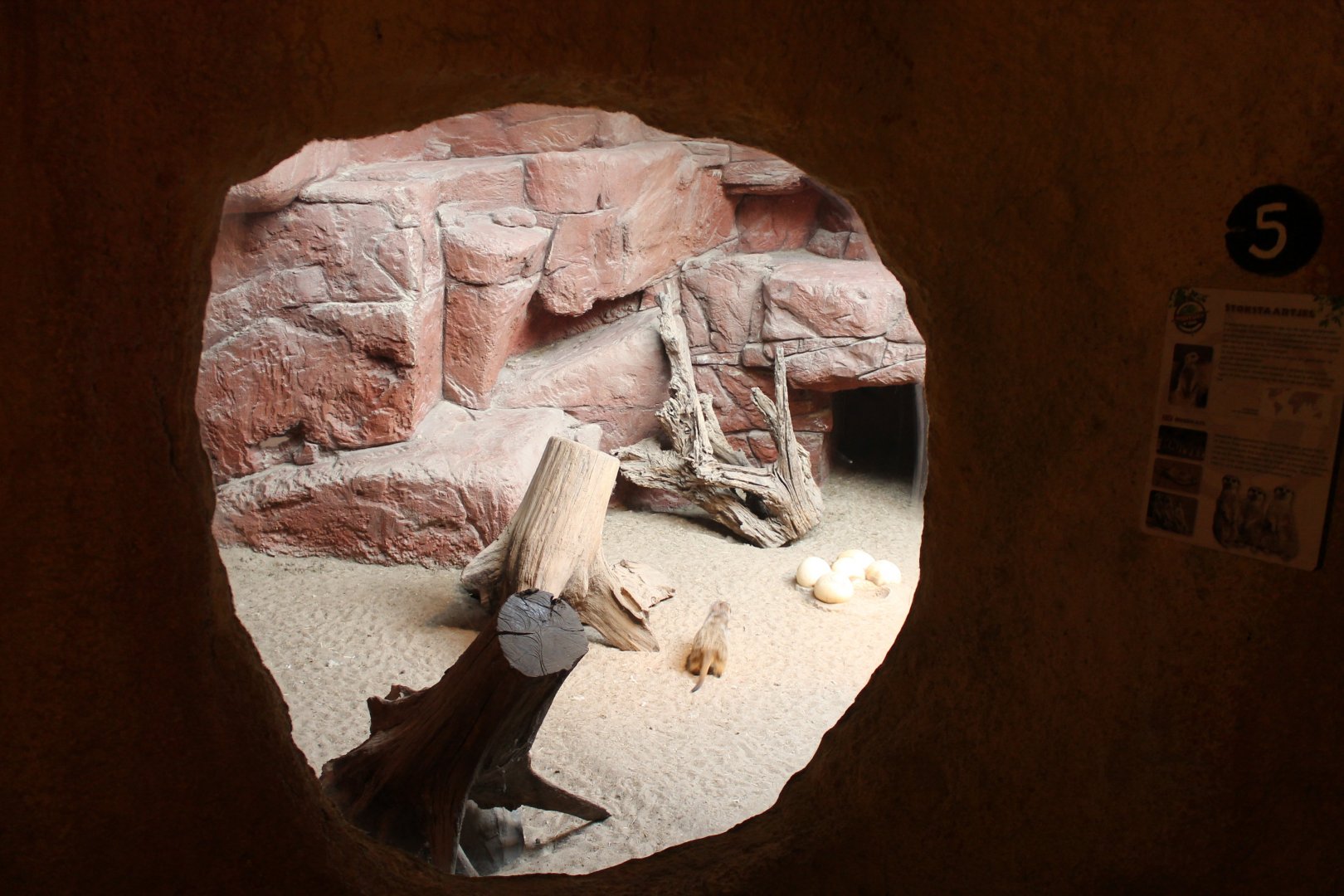 View into Meerkat-enclosure
