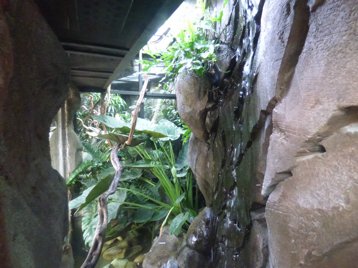 View into Monsoon Forest vivs