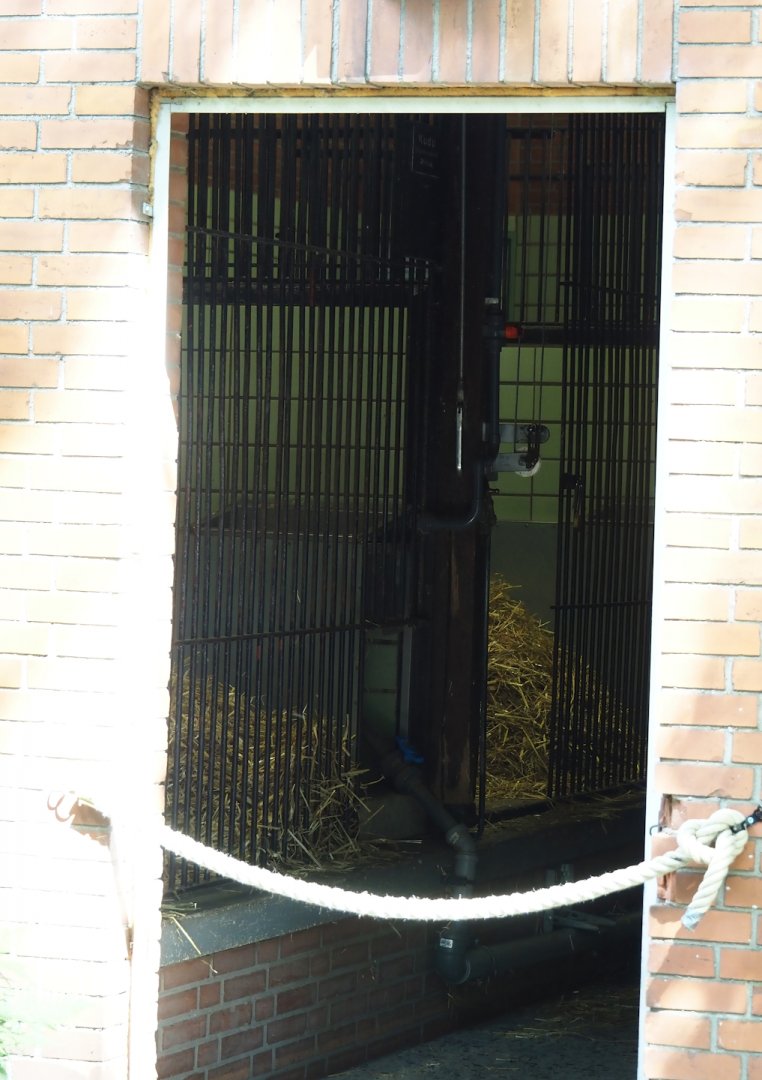 View into Mountain bongo and Kirk's dik-dik stable, 2024-06-08