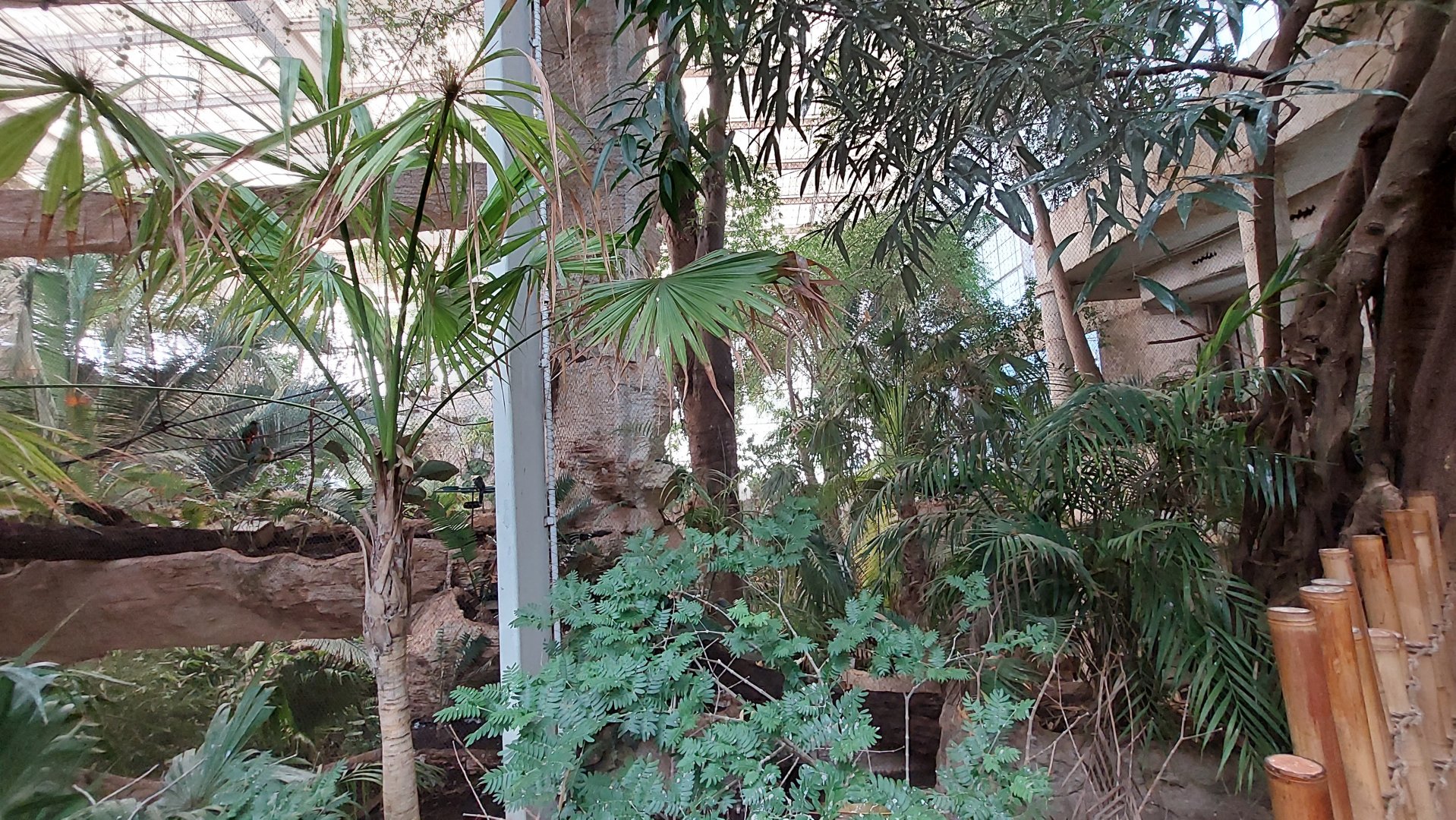 View into Mundo Maya (Scarlet Macaw and Toucan Terrace enclosures visible)