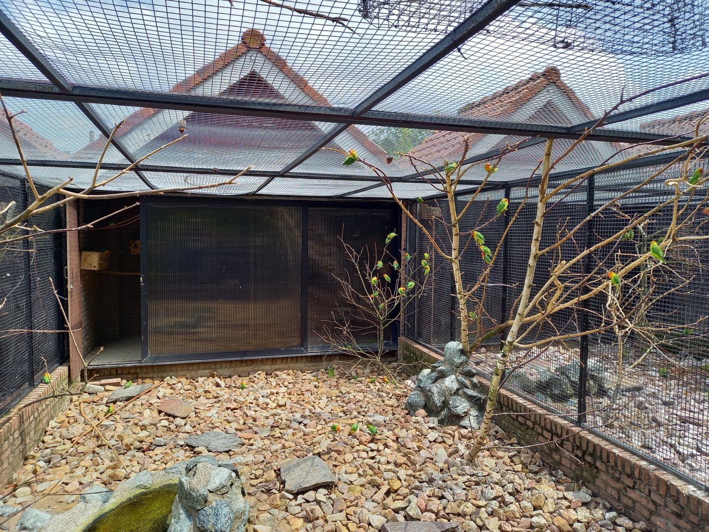 View into Nyasa lovebird aviary