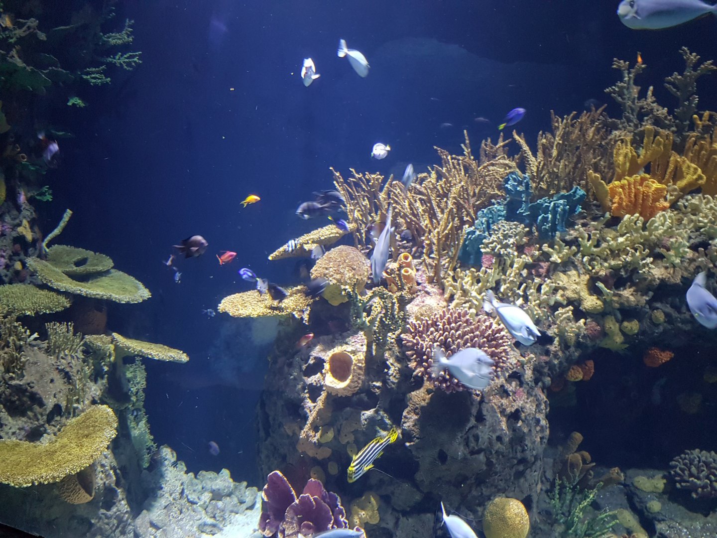 View into one of the Coralfish-tanks