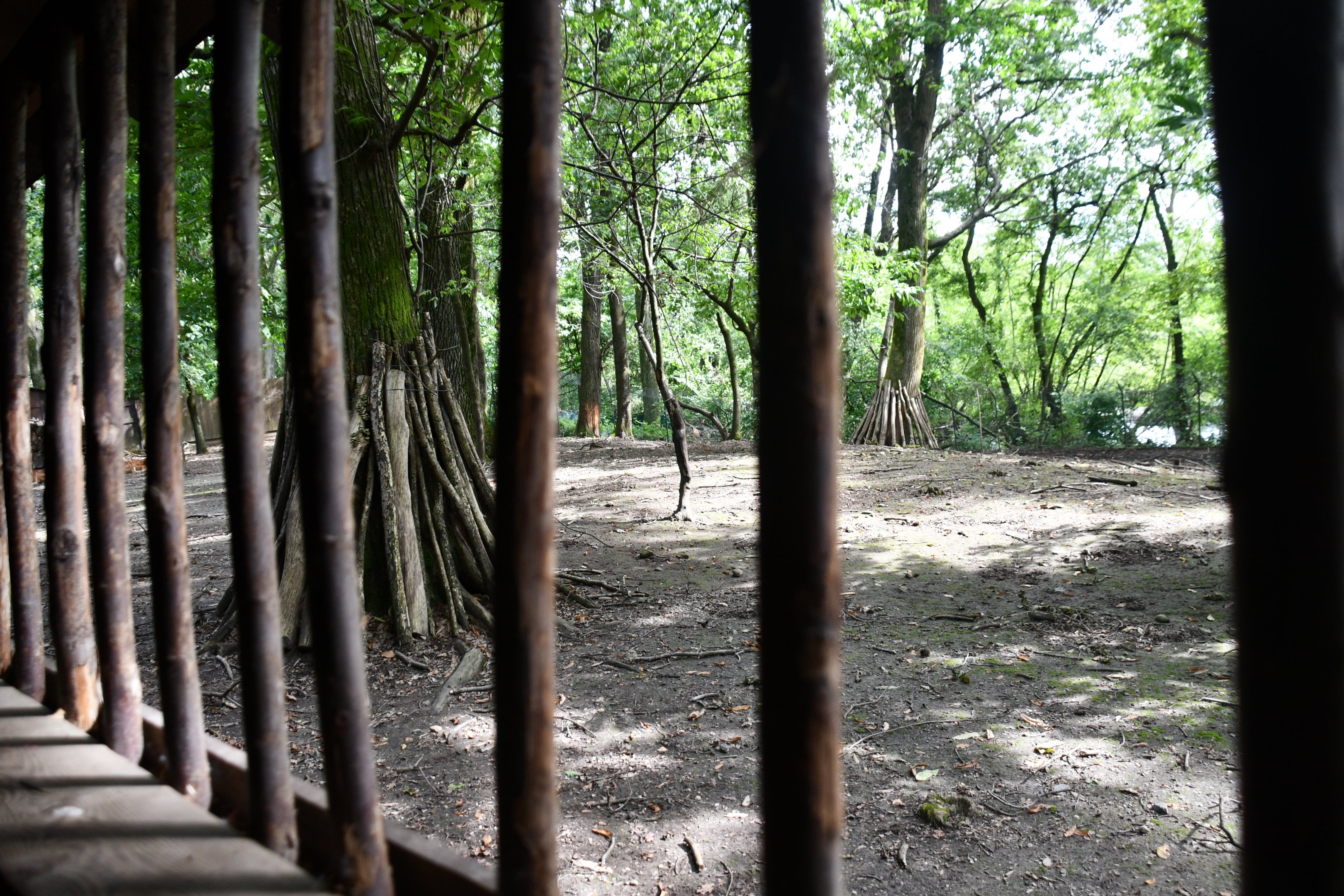 view into one of two Indochinese Sika Deer exhibits (from Capercaillie viewing shelter)
