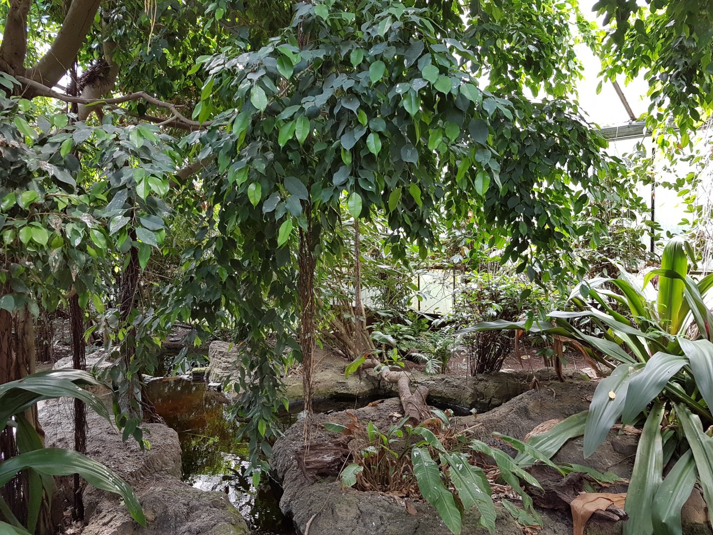 View into Pantanal-part Tropical House