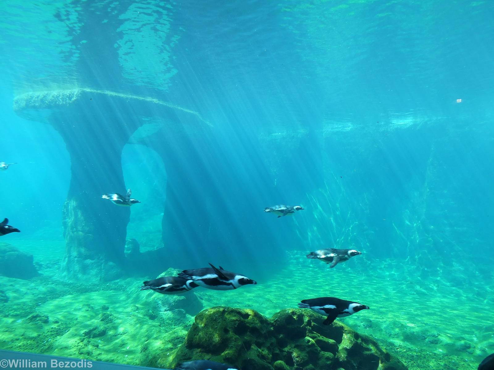 View into Penguin Pool- Afrykarium