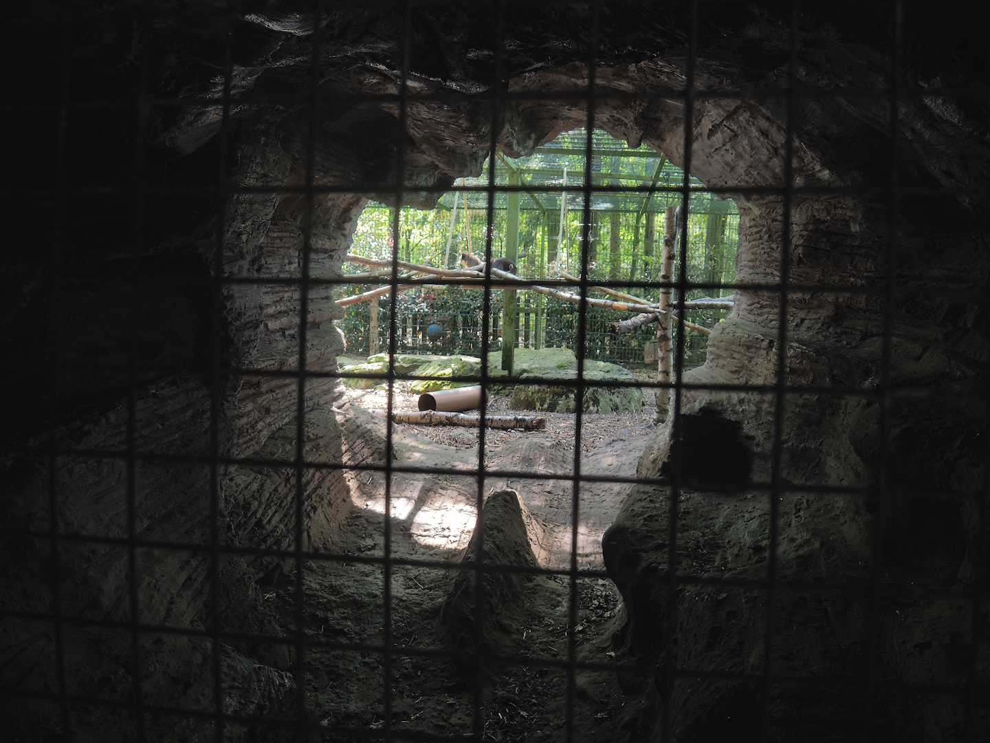 View into raccoon and skunk exhibit through den, 2023-05-19