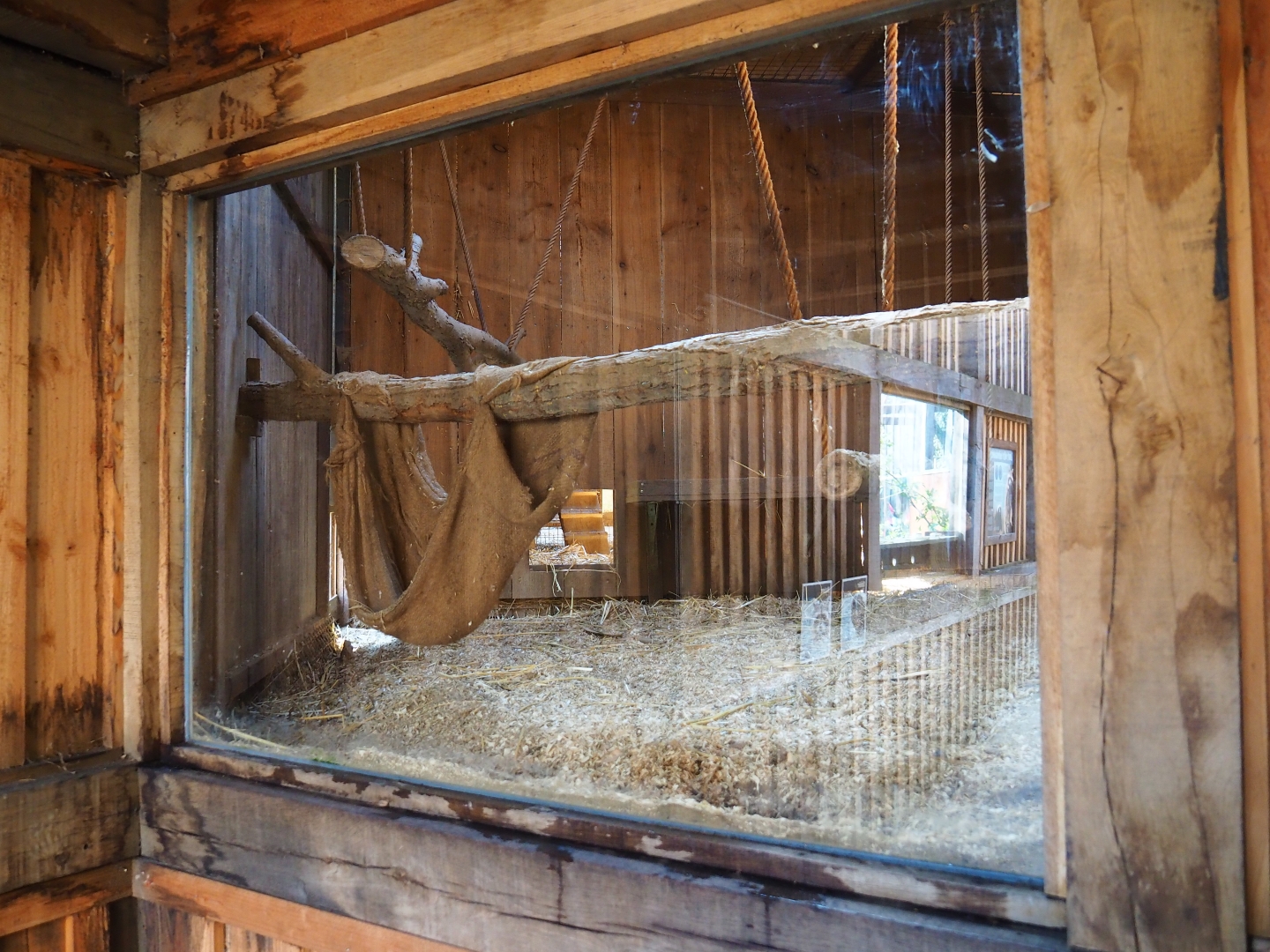 View into raccoon and striped skunk den, 2019-03-30