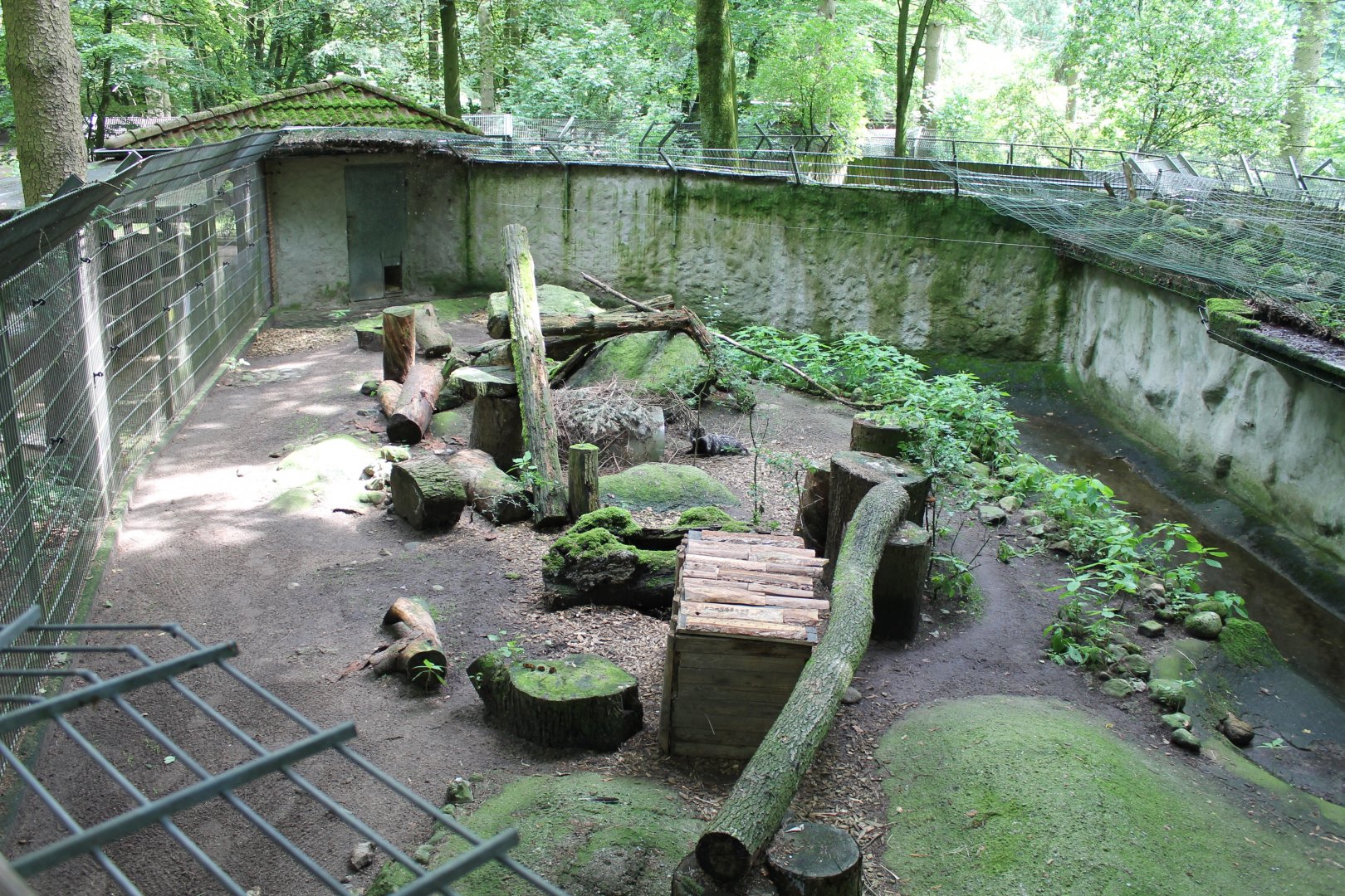 View into Raccoon-dog Enclosure