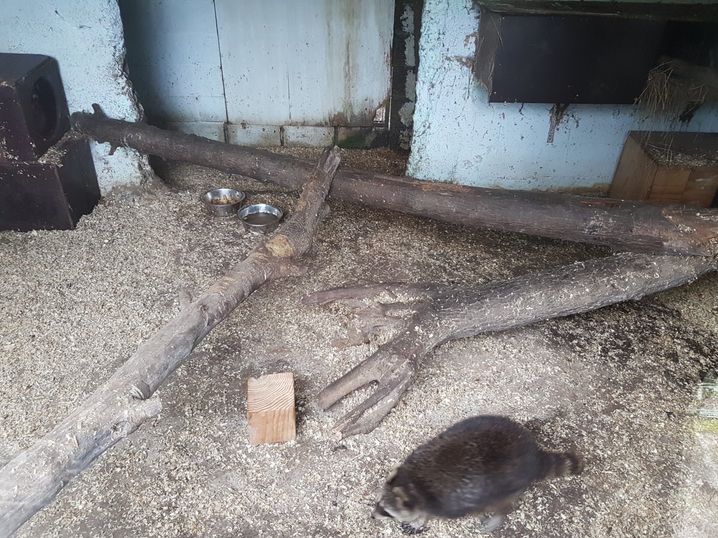View into Raccoon-indoor-enclosure