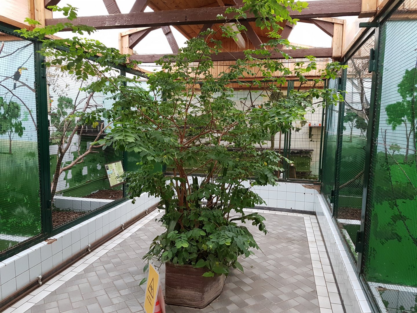 View into Red-bellied tamarin-house