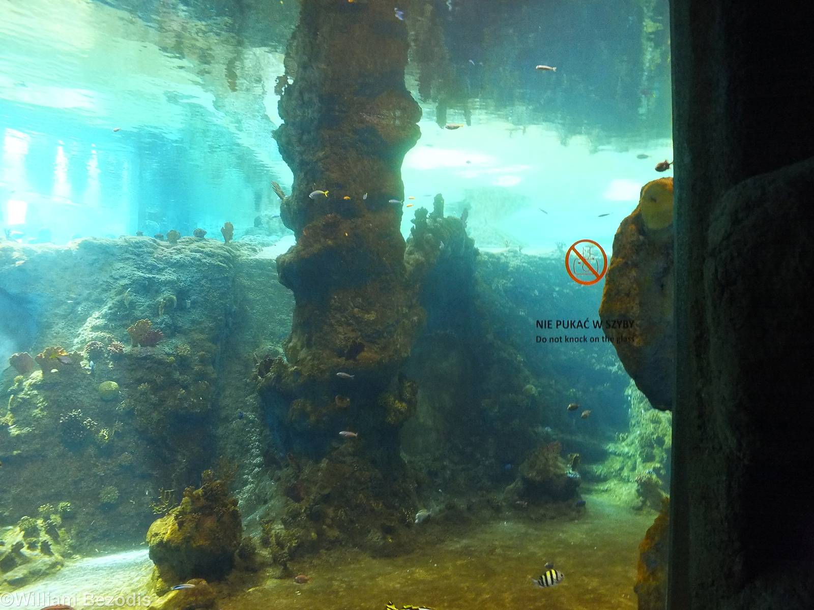 View into Red Sea Tank - Afrykarium