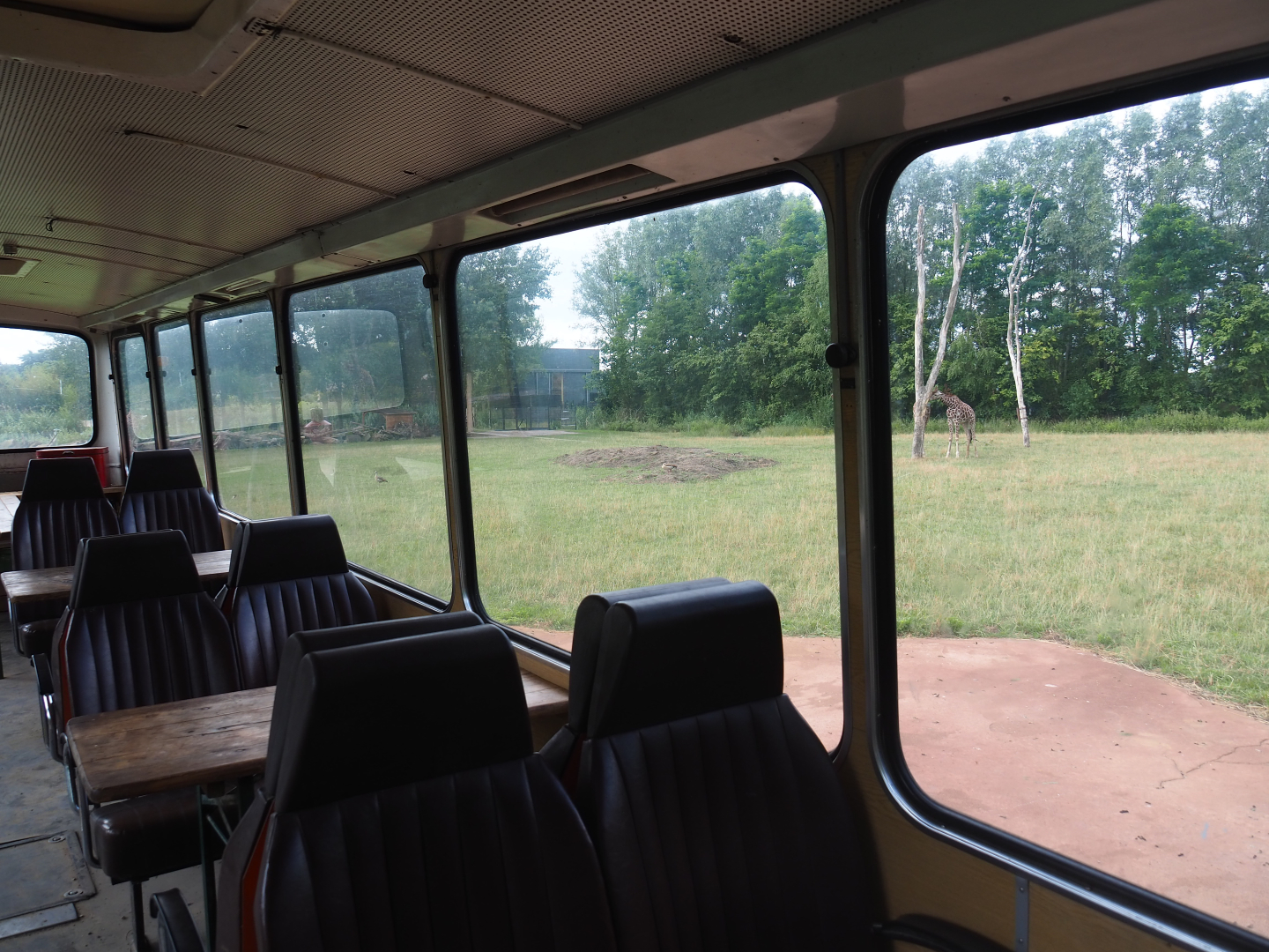 View into reticulated giraffe exhibit from old bus, 2019-08-11